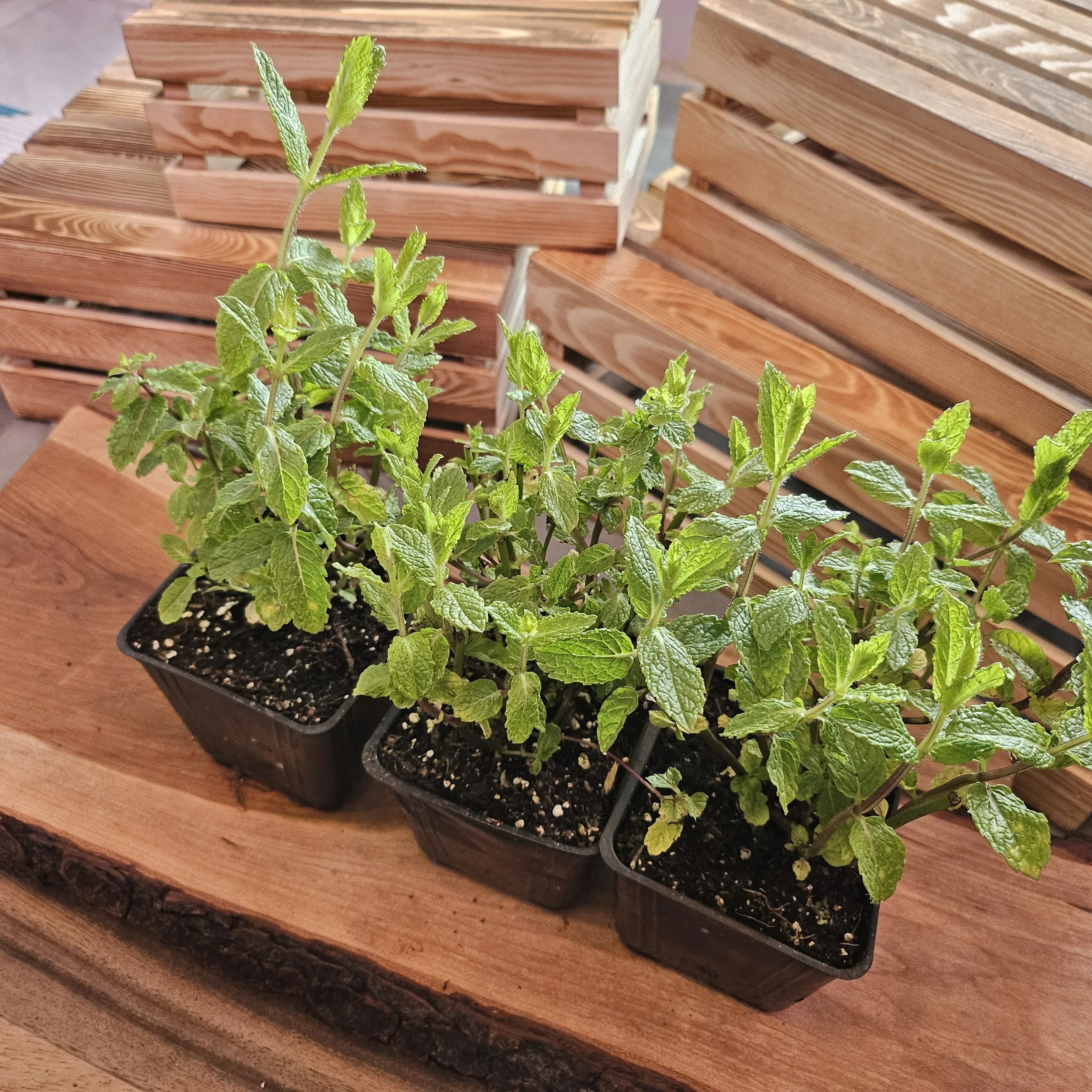 Mint - Spearmint