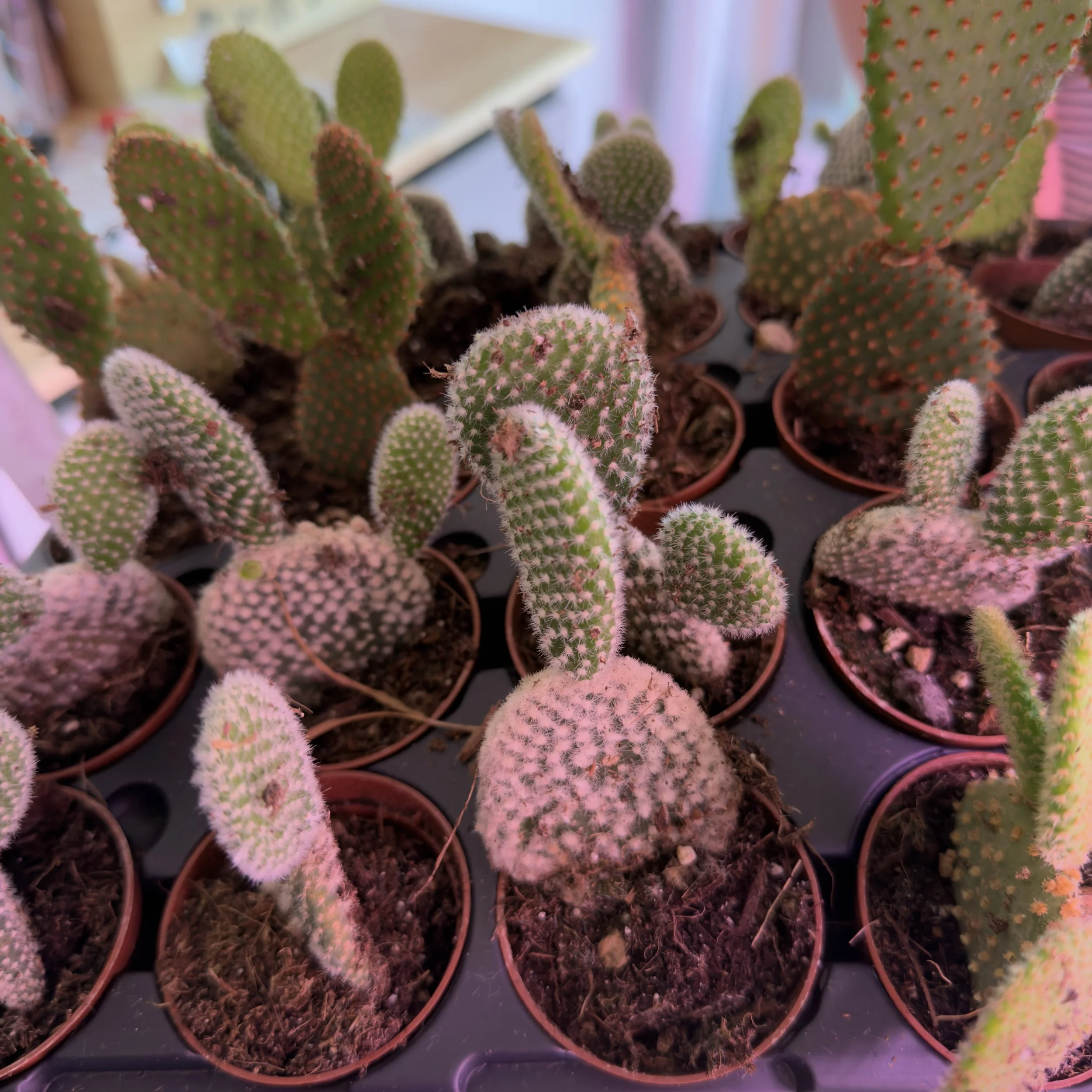 Cactus - Bunny Ears