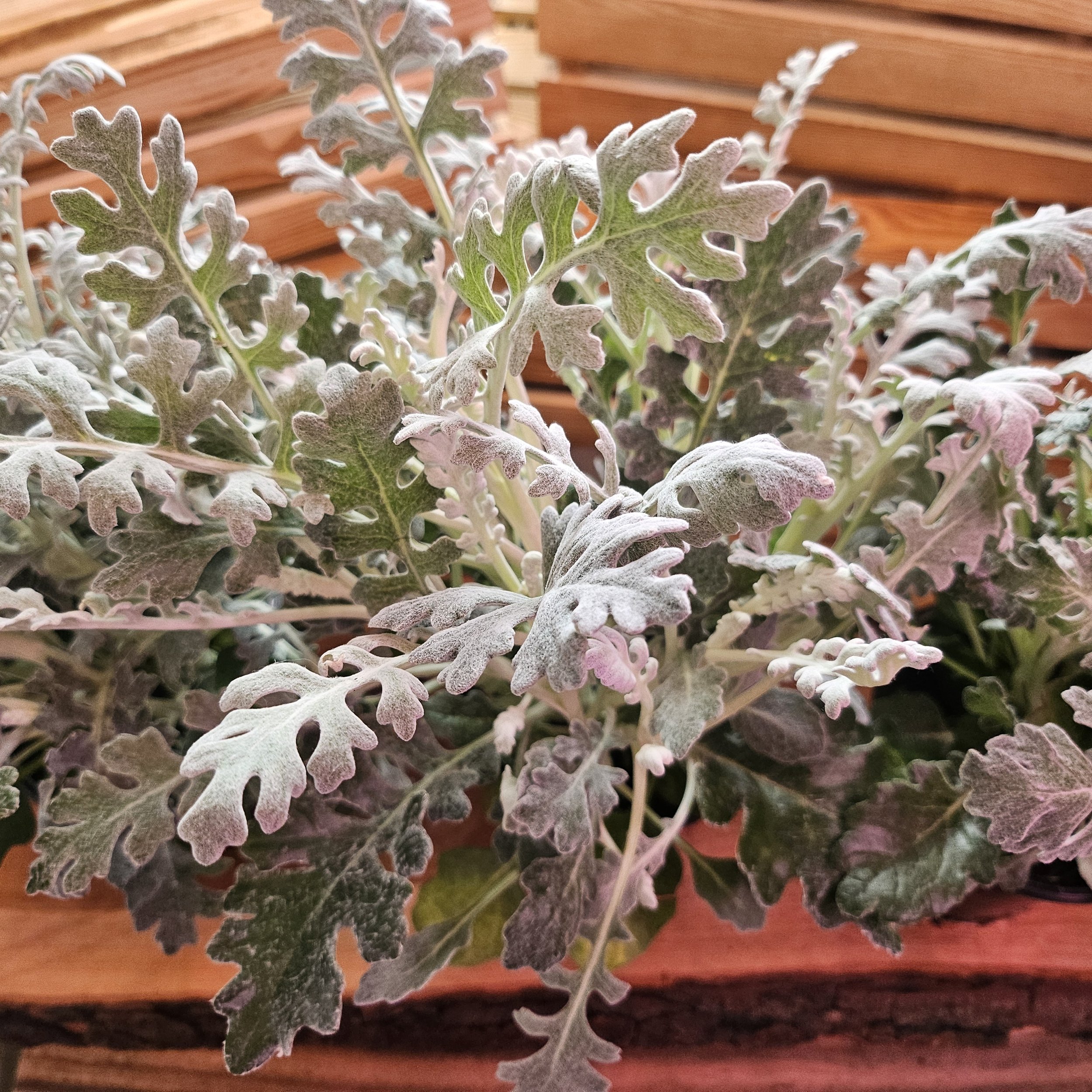 Dusty Miller