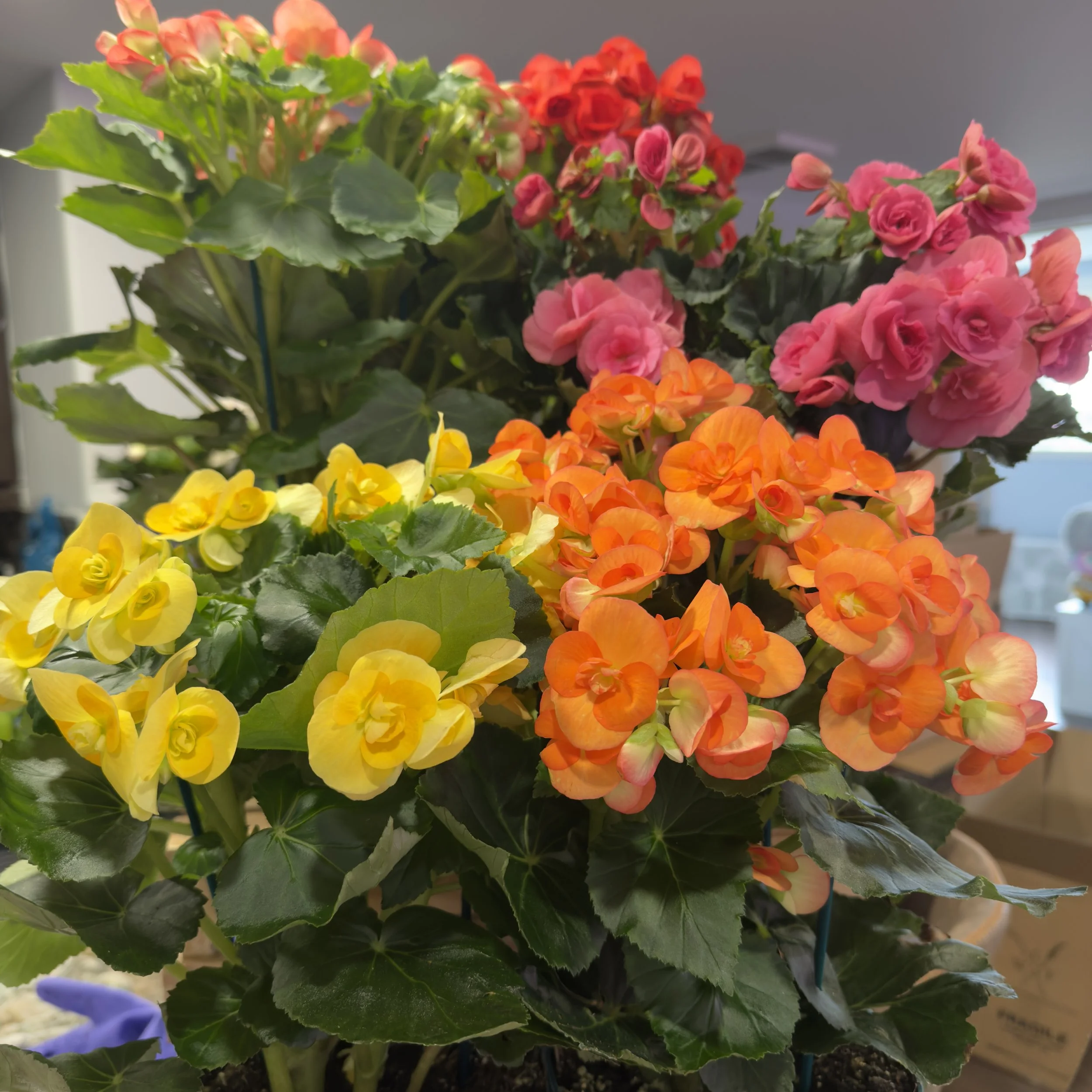 Begonia - Rieger