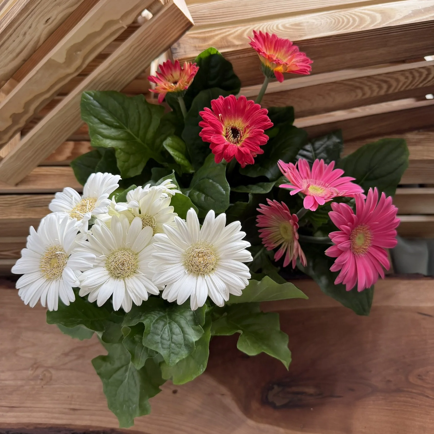 Gerbera Daisies