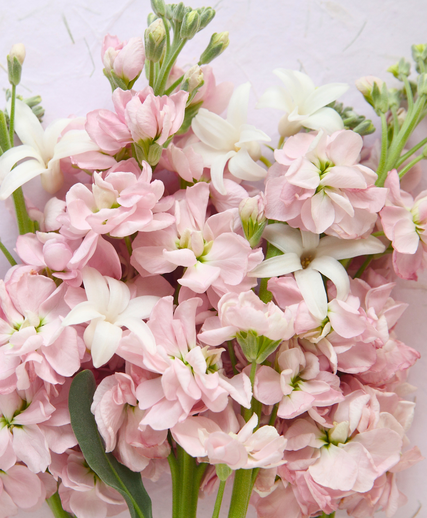 Close-up of pink and white flowers, likely stock or sweet pea, arranged together.