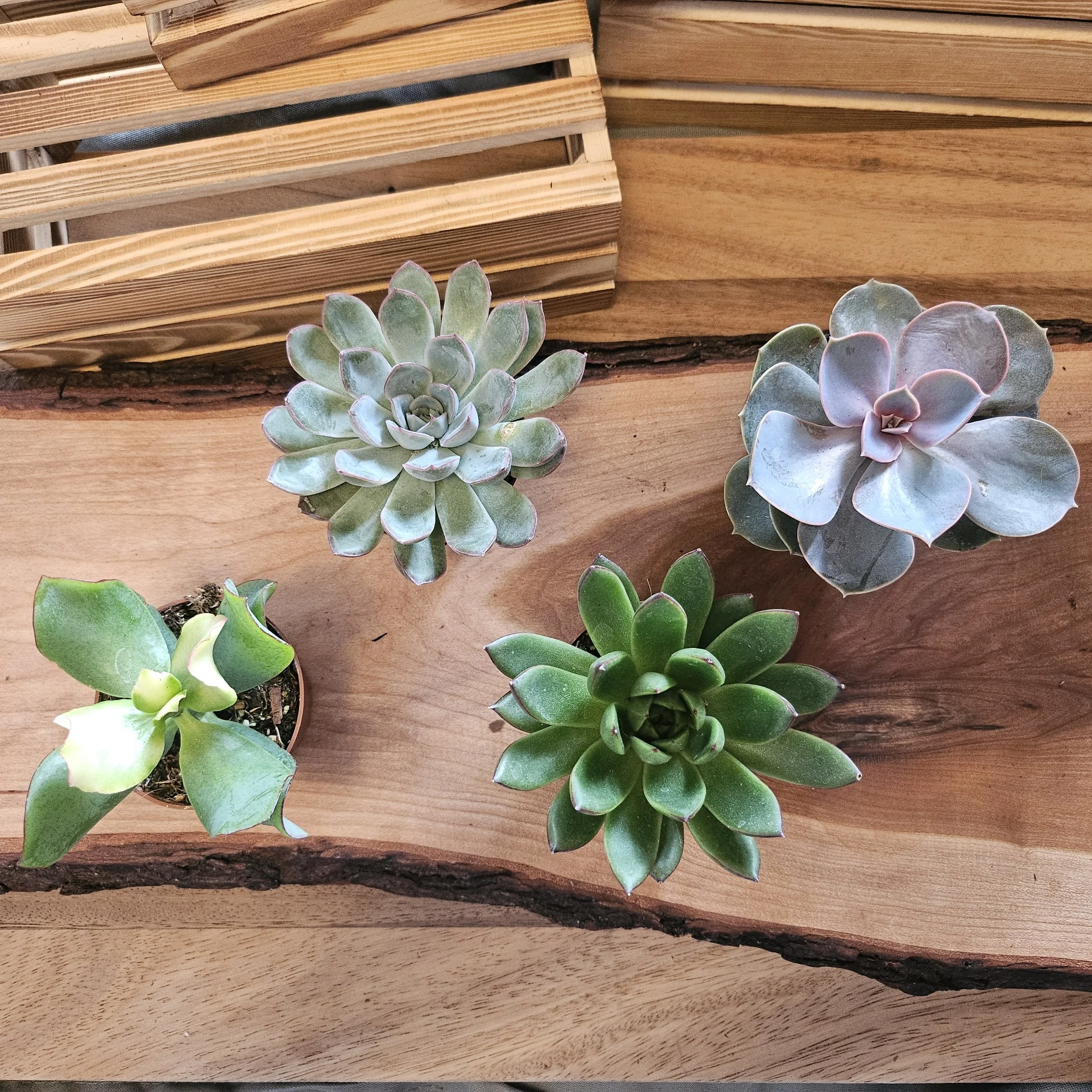 Succulents