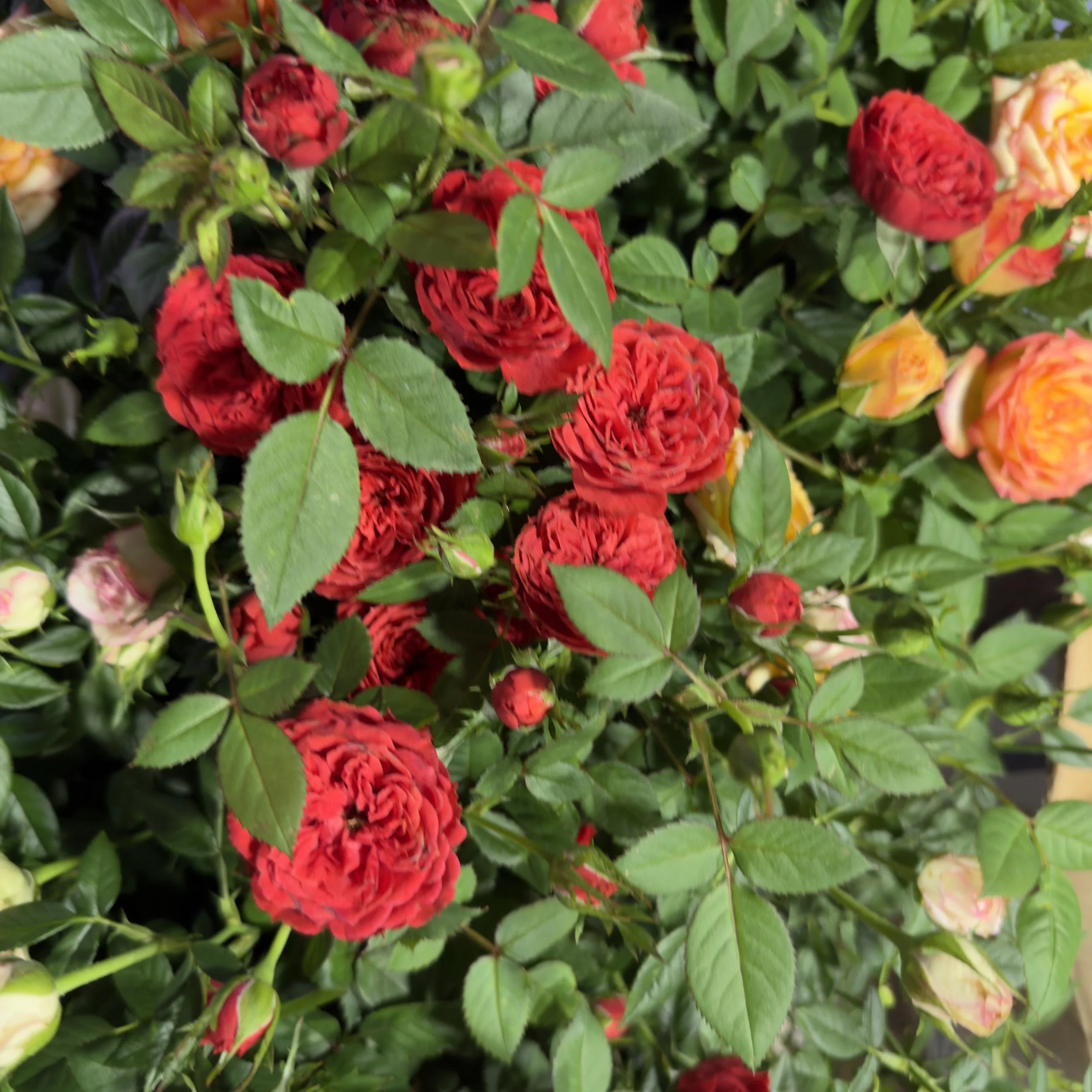 Rose - Miniature