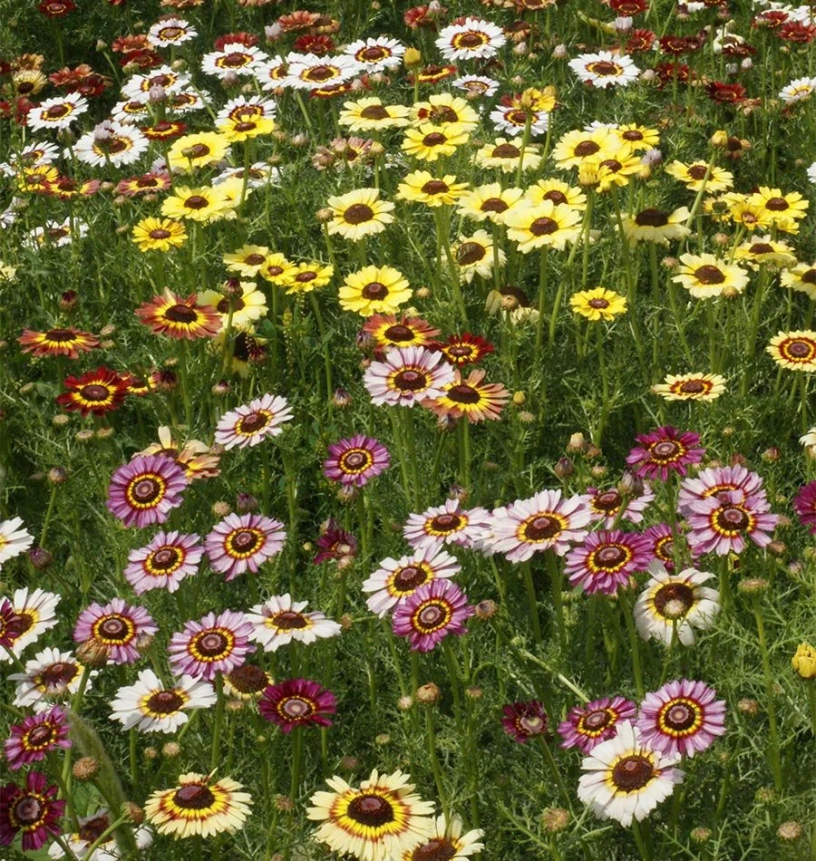 FL2320-CHCA-1304-Painted-Daisies.jpg