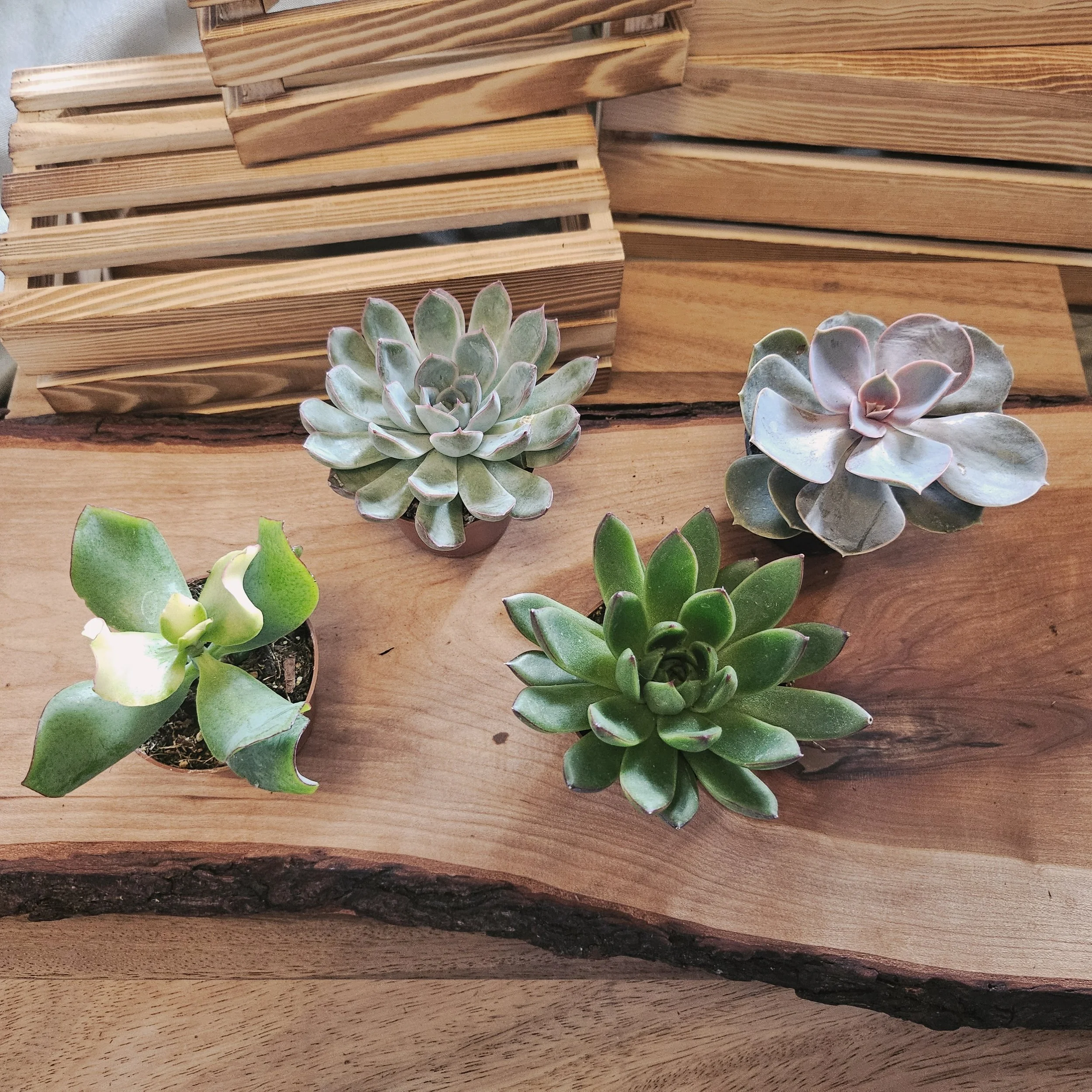 Succulent