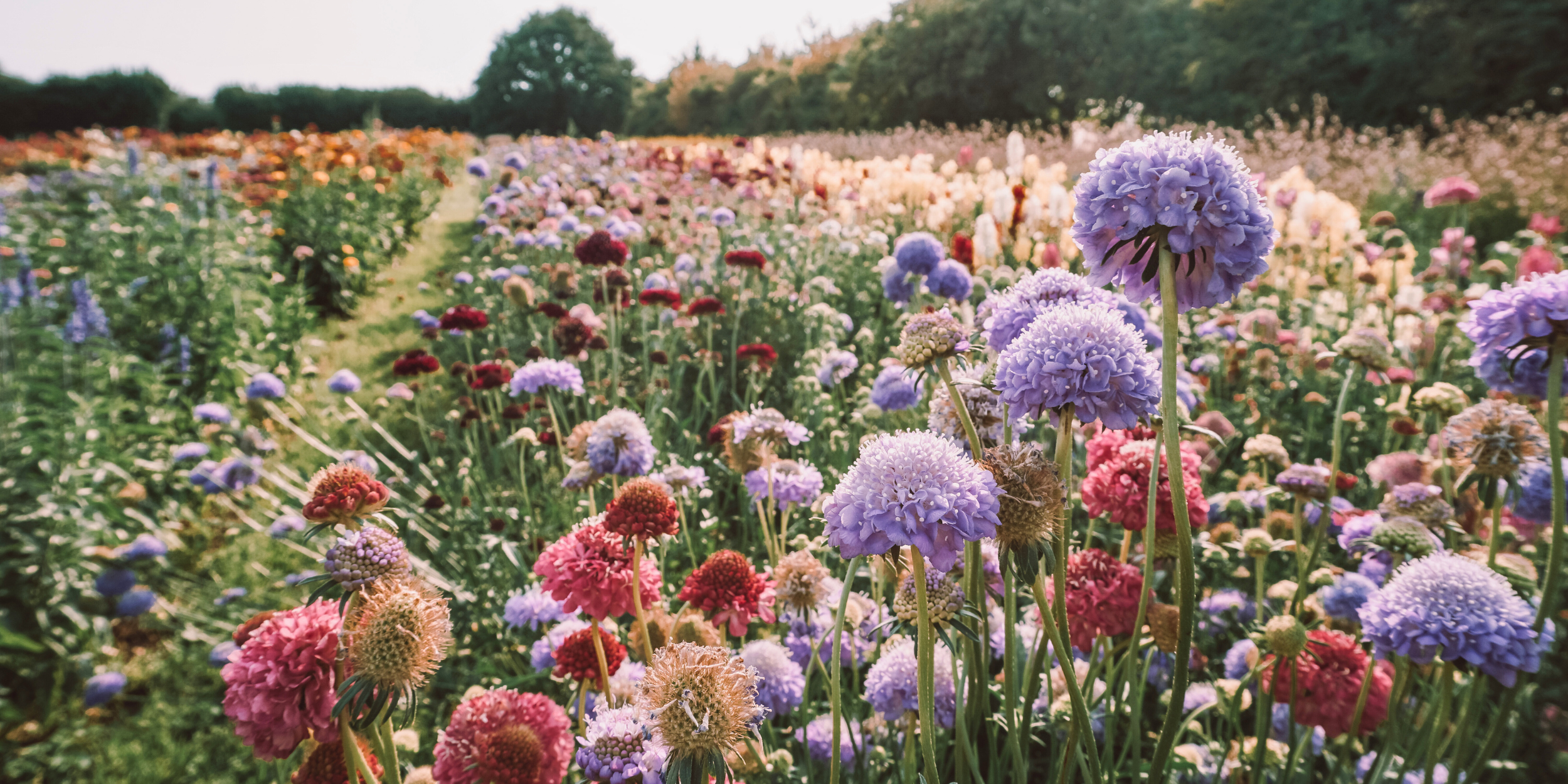A colorful field of flowers in full bloom with a variety of purple, pink, red, and white flowers, and green foliage under an overcast sky.