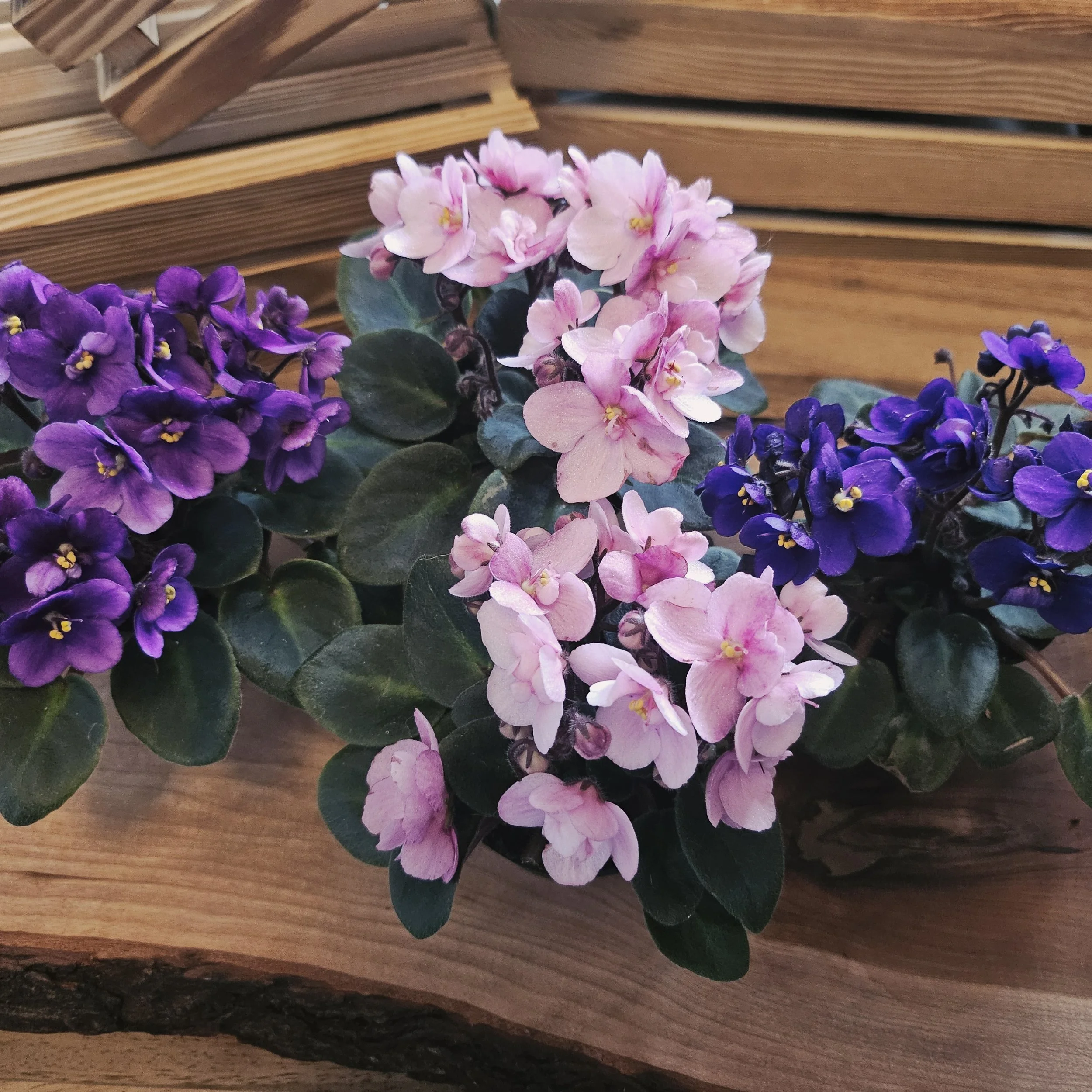 African Violets