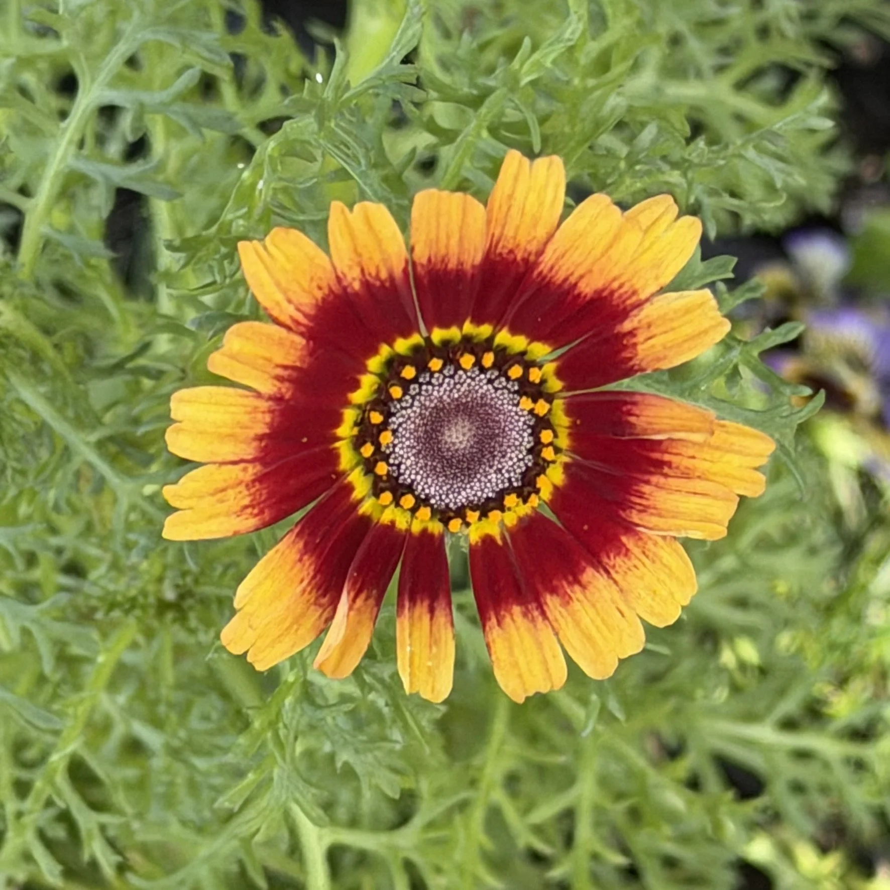 Chrysanthemum Painted Daisies