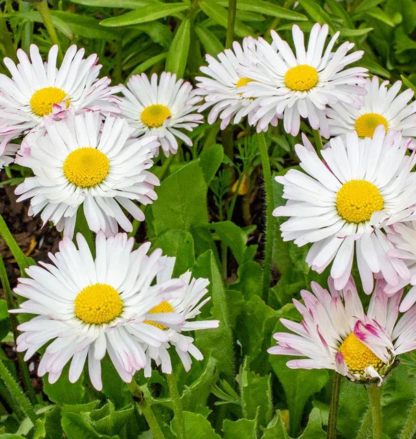 FL3203-Bellis_MG_0497-2_x640_crop_center.webp