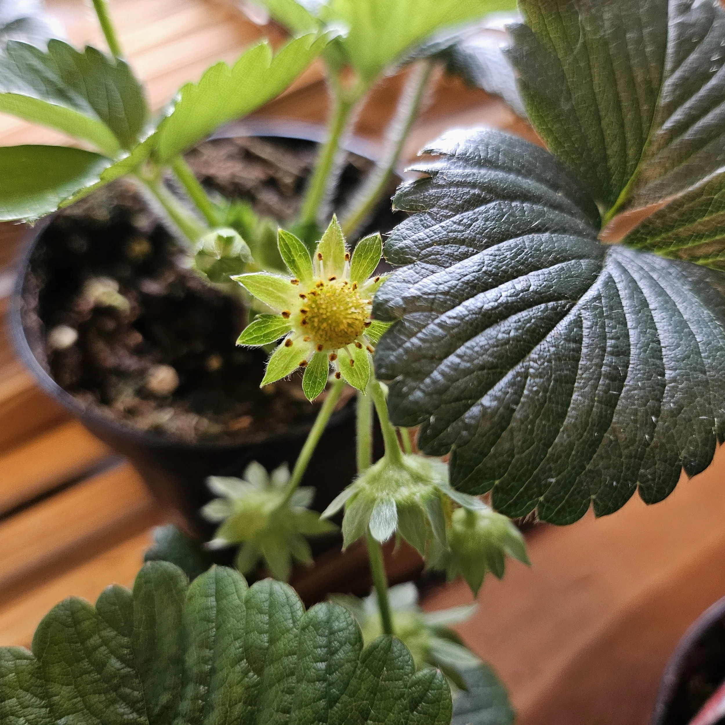 Strawberries - Everbearing