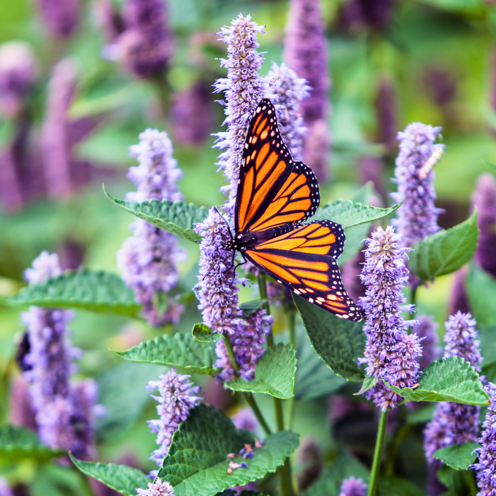 A Monarch butterfly perched on a purple flowering plant with green leaves.