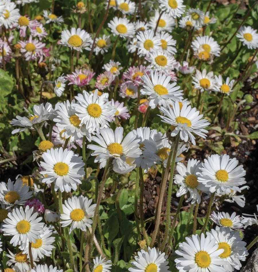 FL3203-Bellis-0X7A1023.jpg