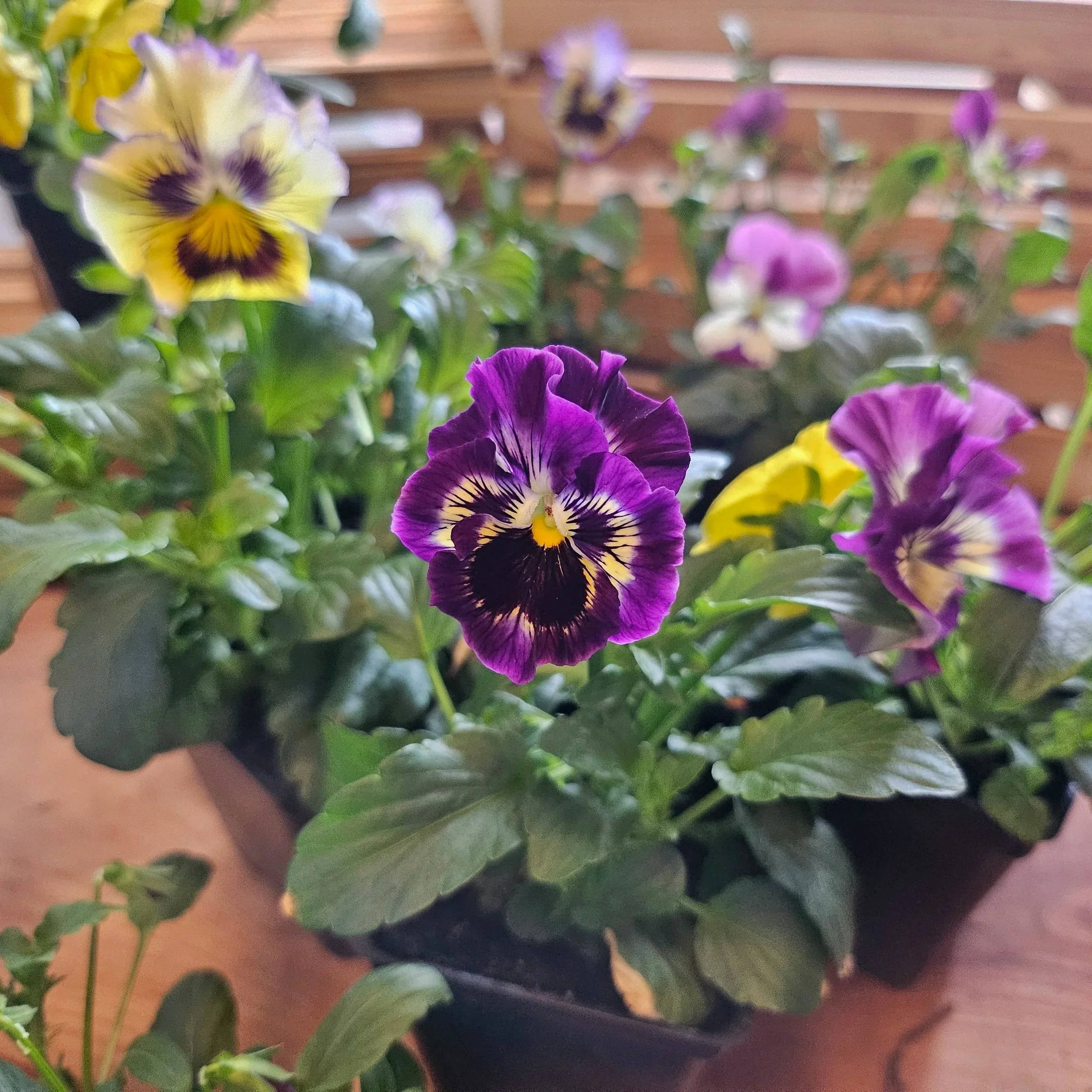 Violas
