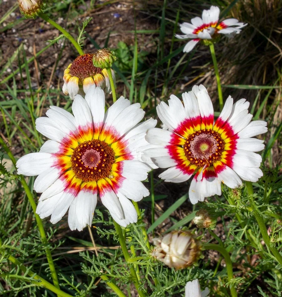 FL2320-Painted-Daisies_MG_9738.jpg