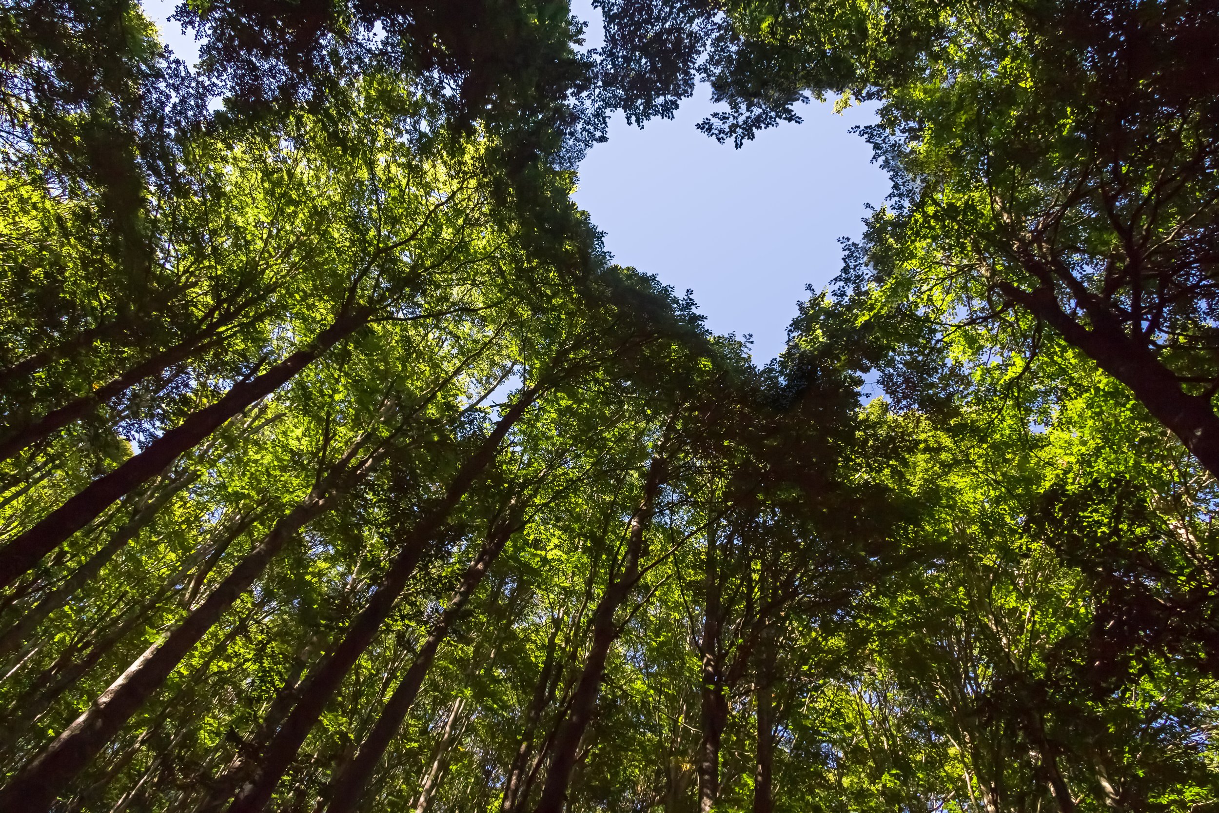 Looking up at a canopy of green leaves and tree branches, with a clear blue sky visible through the gaps in the foliage.
