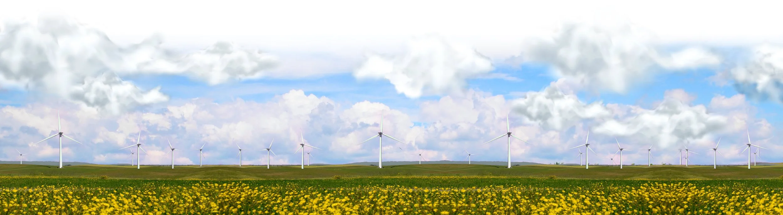 A field of yellow flowers under a partly cloudy sky with a line of wind turbines in the distance.