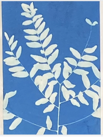Introduction to Cyanotype Printing with Shannon Beatty
