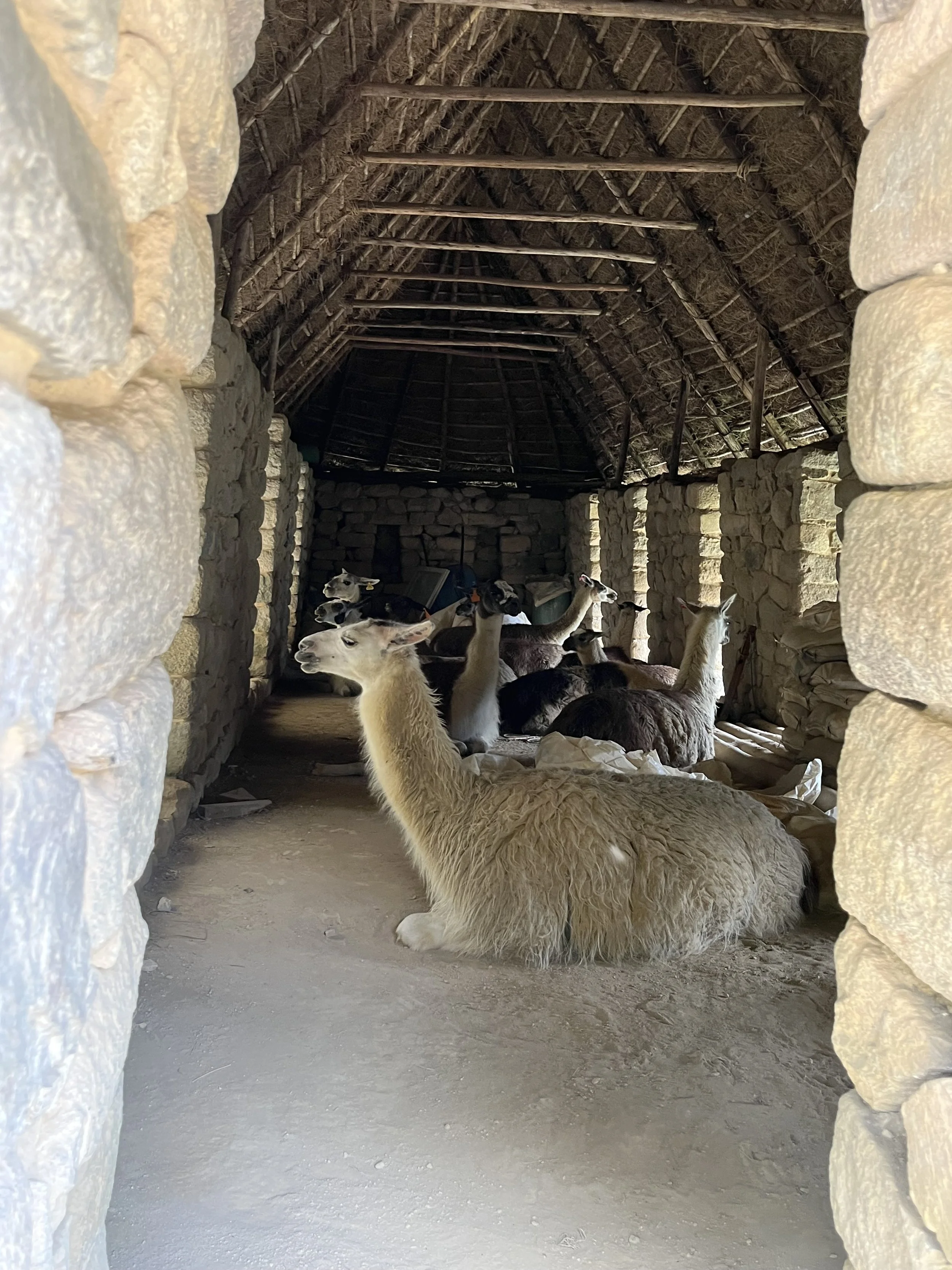 Inside a stone barn with a thatched roof, a group of llamas and alpacas are resting on the dirt floor.
