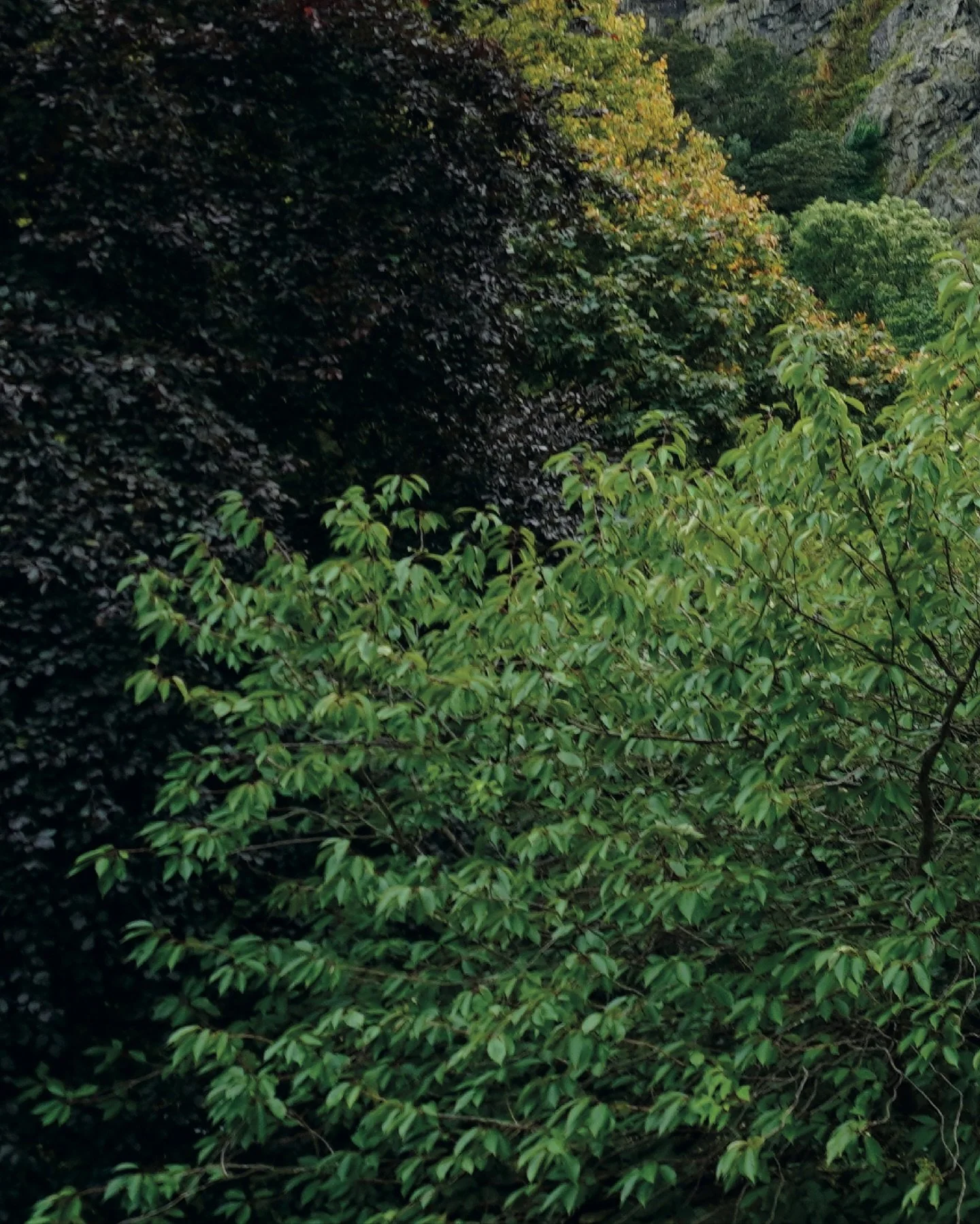 remember when I released honey rose in october???? 🤍