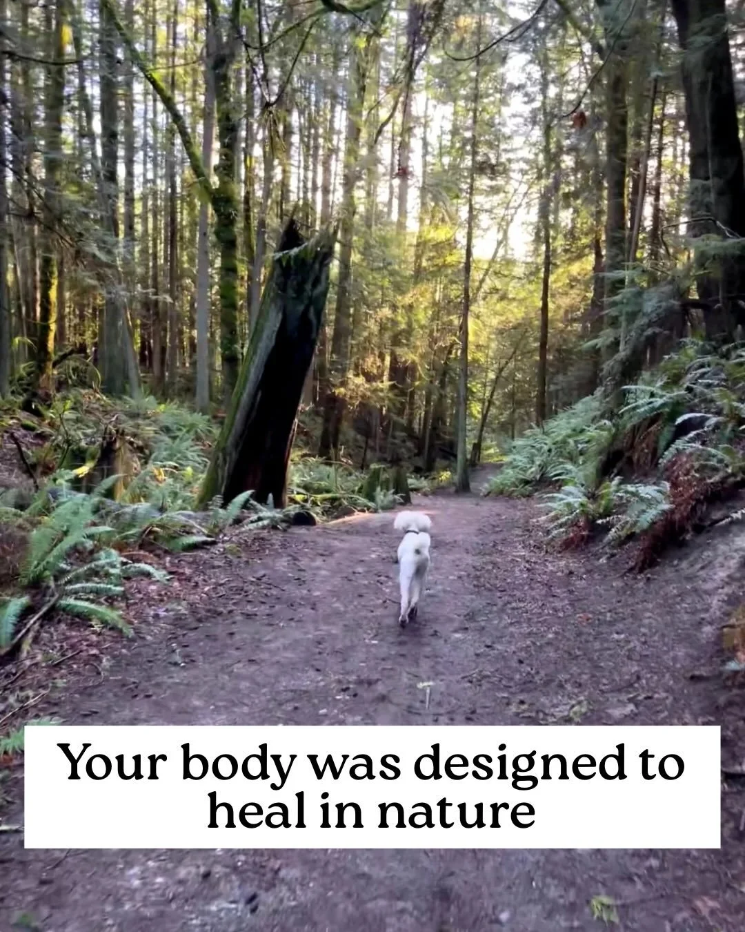 Your medicine might be outside your front door.
Try 20 minutes in nature today and notice what shifts 🌞🌿
#NatureHeals #HolisticHealth #WellnessJourney #getoutside #breathe