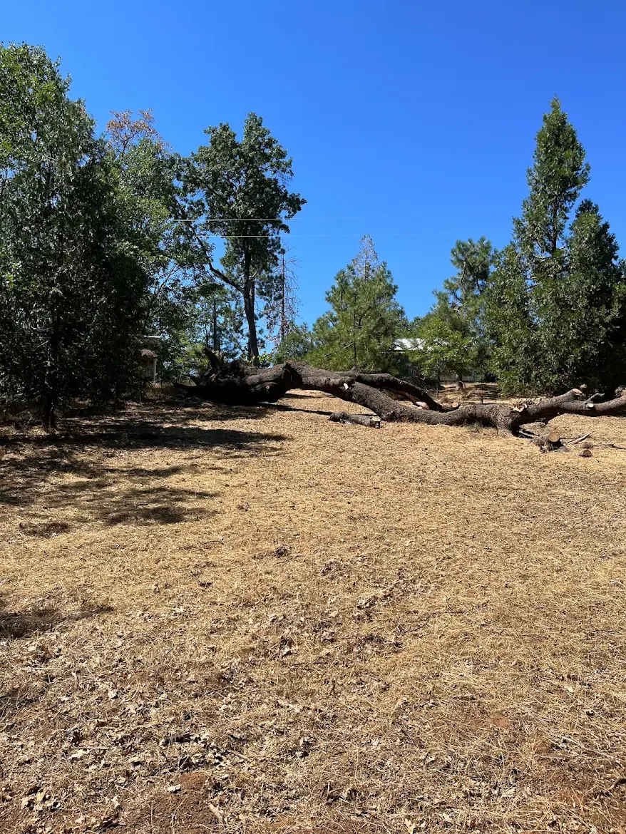 A fallen tree on a patch of dry, brown grass with green trees and blue sky in the background.