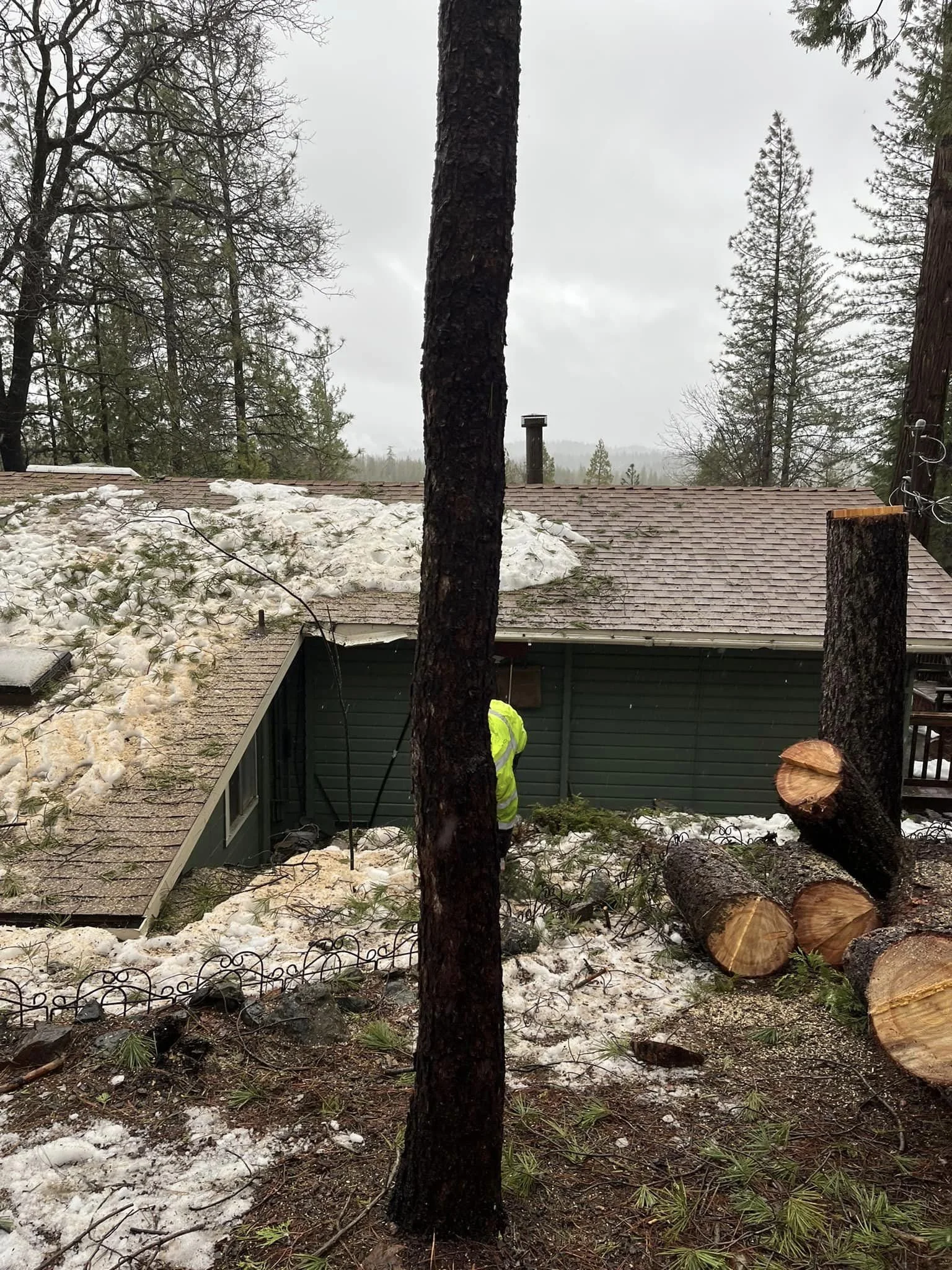 A person in a yellow safety vest clearing fallen tree logs from snow-covered ground near a house with a green exterior, amidst tall trees under a cloudy sky.