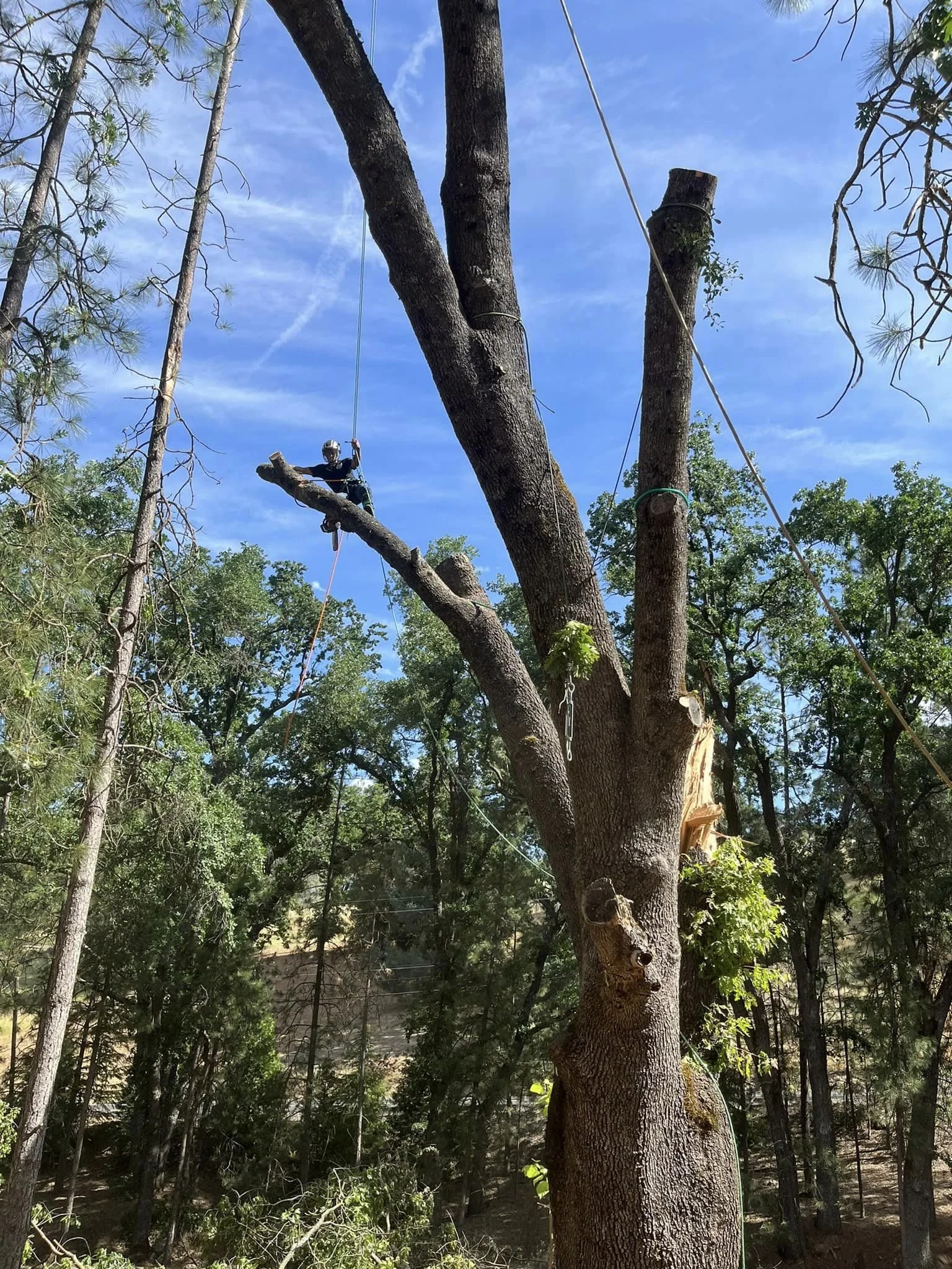 Person using ropes and safety gear to climb or work on a large tree in a forested area with a clear blue sky.