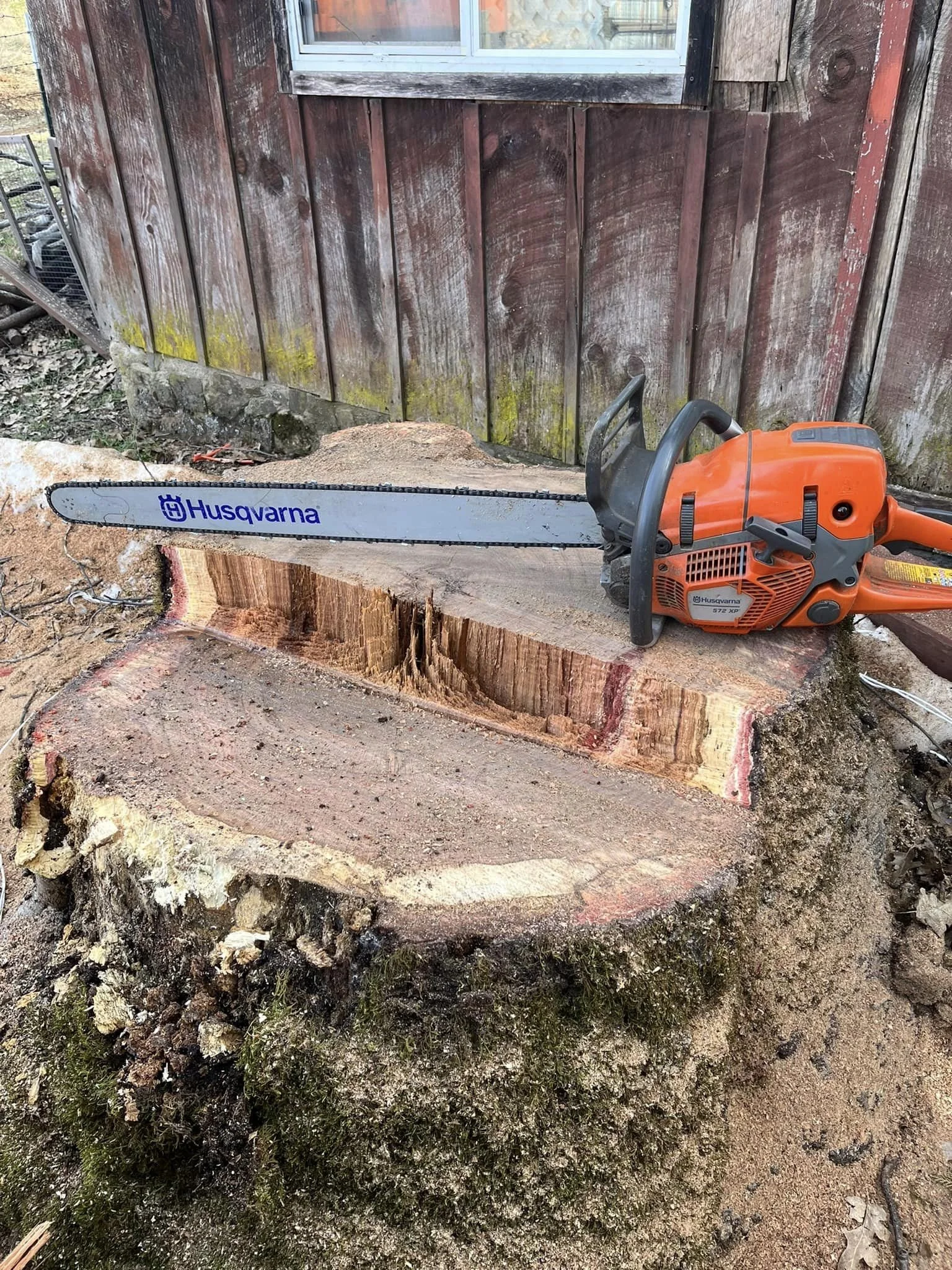 A chainsaw rests on a large tree stump after being used for cutting, with a wooden building in the background.