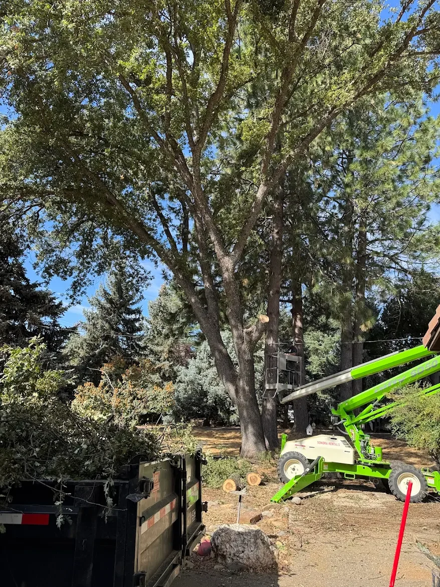Tree trimming equipment operating near tall trees in a yard with fallen logs and debris.