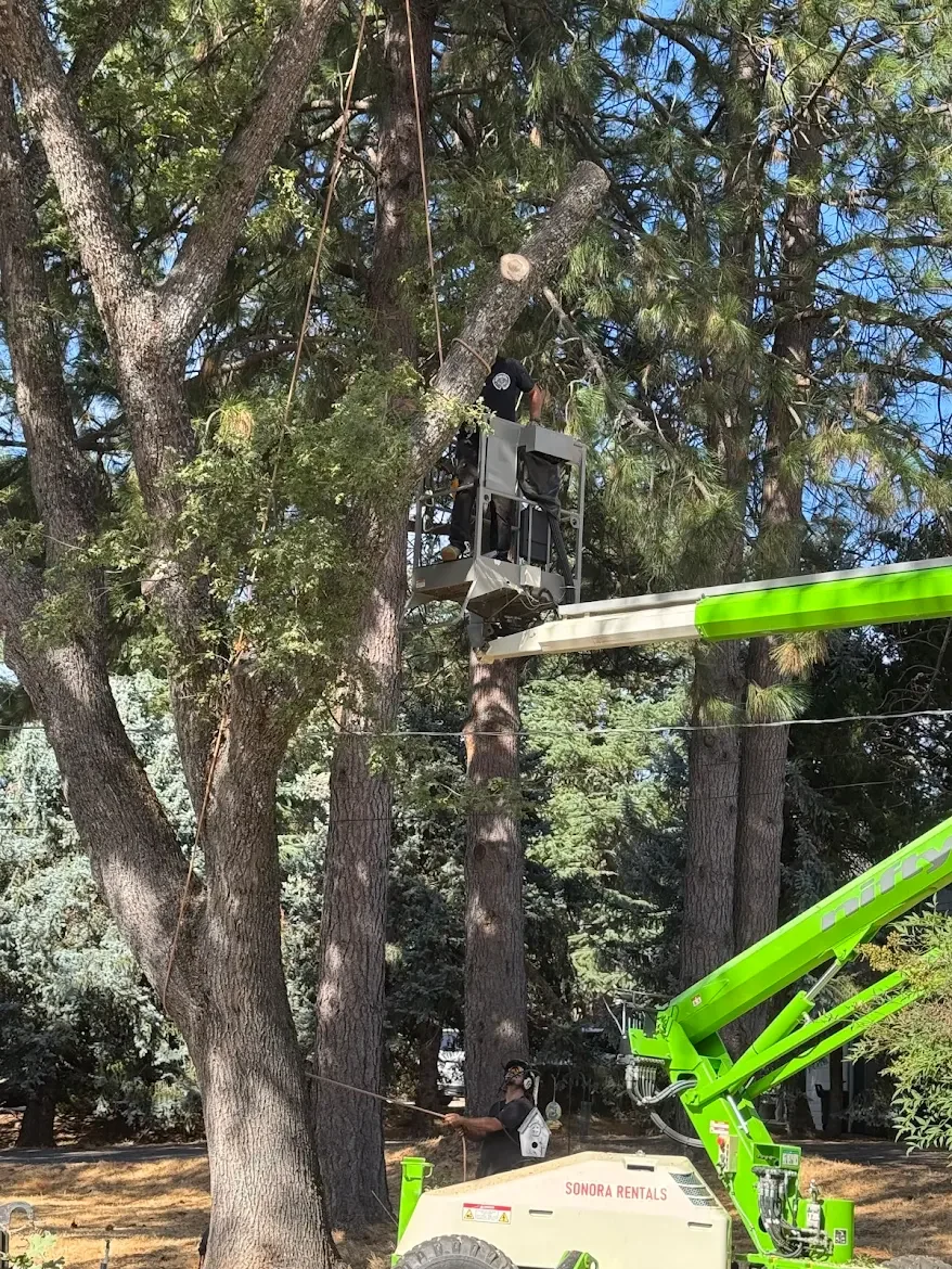 Tree workers using a lift and ropes to trim or cut branches from a large tree in a wooded area on a sunny day.