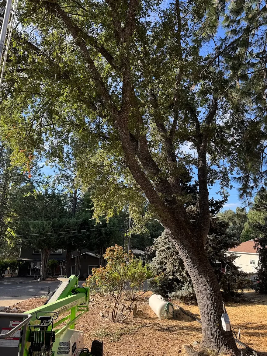 A large tree with a curved trunk in a residential yard, with work equipment and a small tree nearby, and houses and power lines in the background.