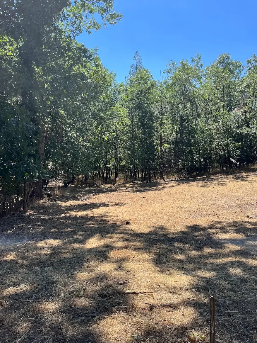 A clearing in a forest with sunlight, trees on the edges, and a dry, grassy ground.