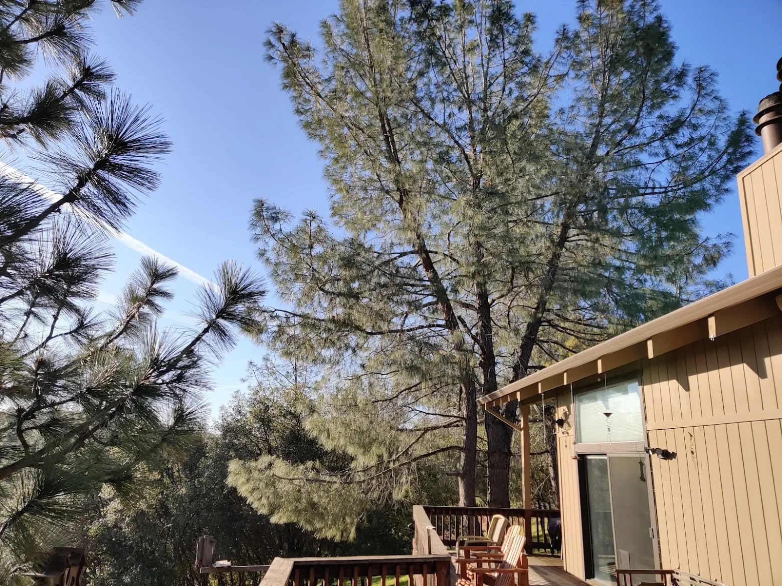 A backyard deck with chairs, surrounded by tall trees and a clear blue sky.