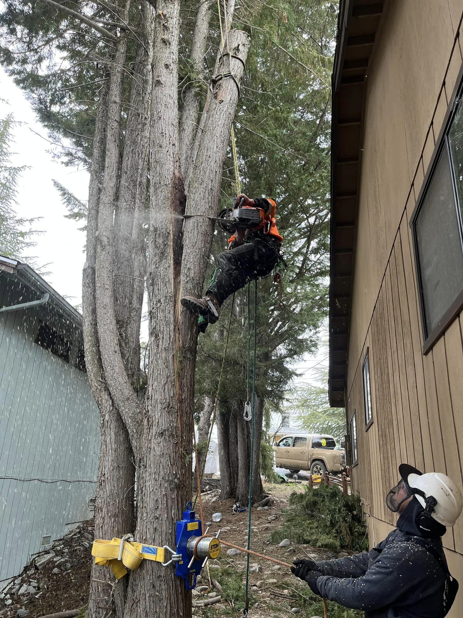 A worker is using a chainsaw to cut a large tree while suspended on a harness outdoors. Another person is holding a rope attached to the tree, and there is a yellow and blue safety device secured to the tree.