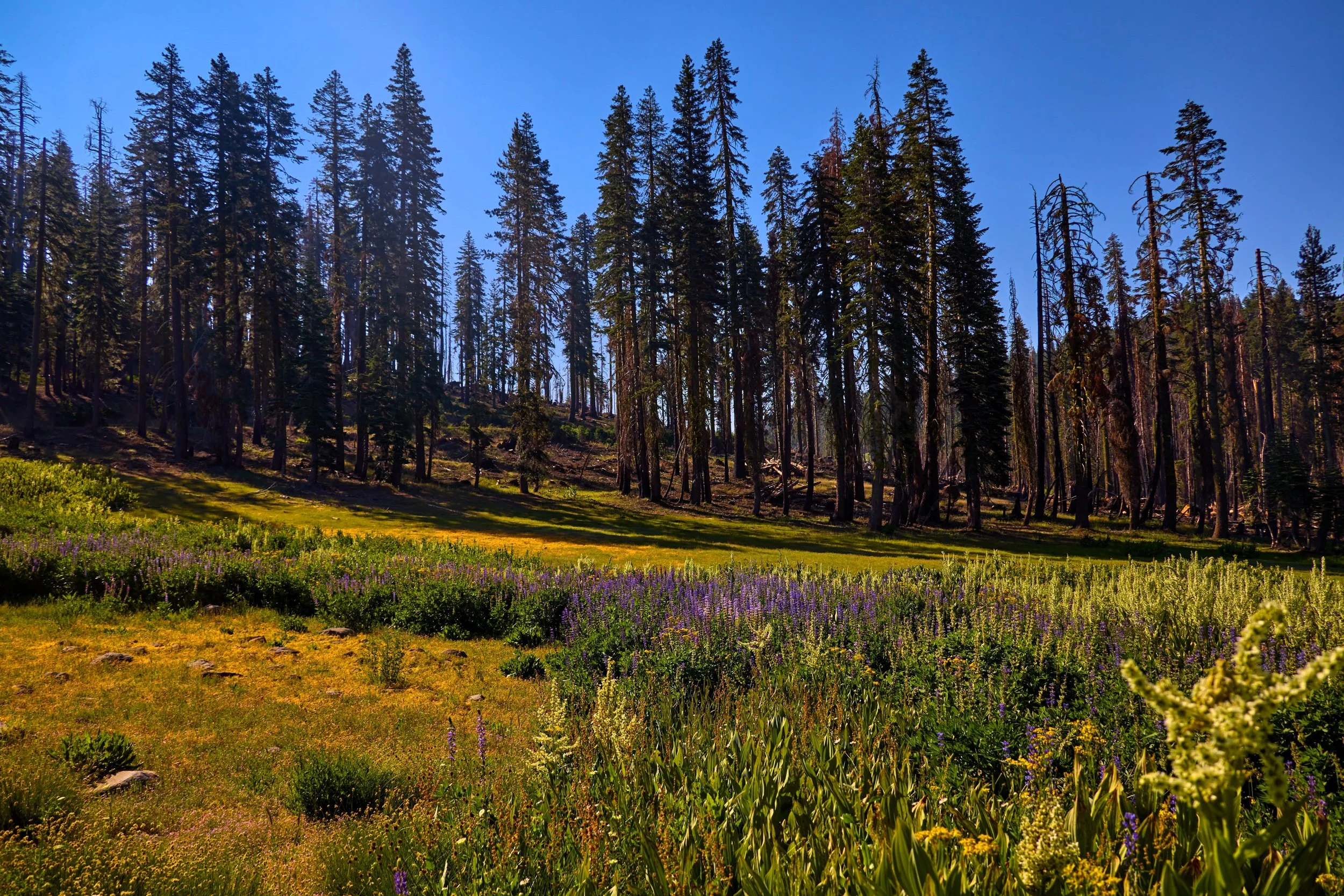 A Blueprint for Post-Fire Meadow Restoration in the Sierra Nevada