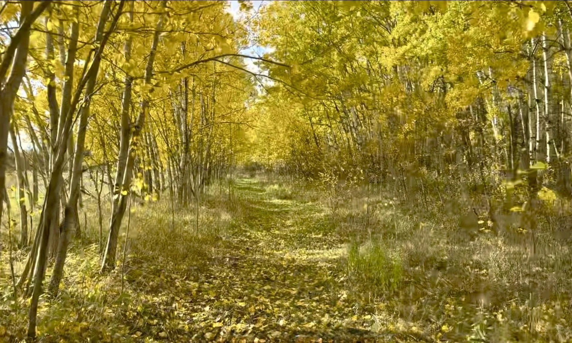 A forest scene with a dirt path surrounded by yellow-leaved trees on a sunny day.