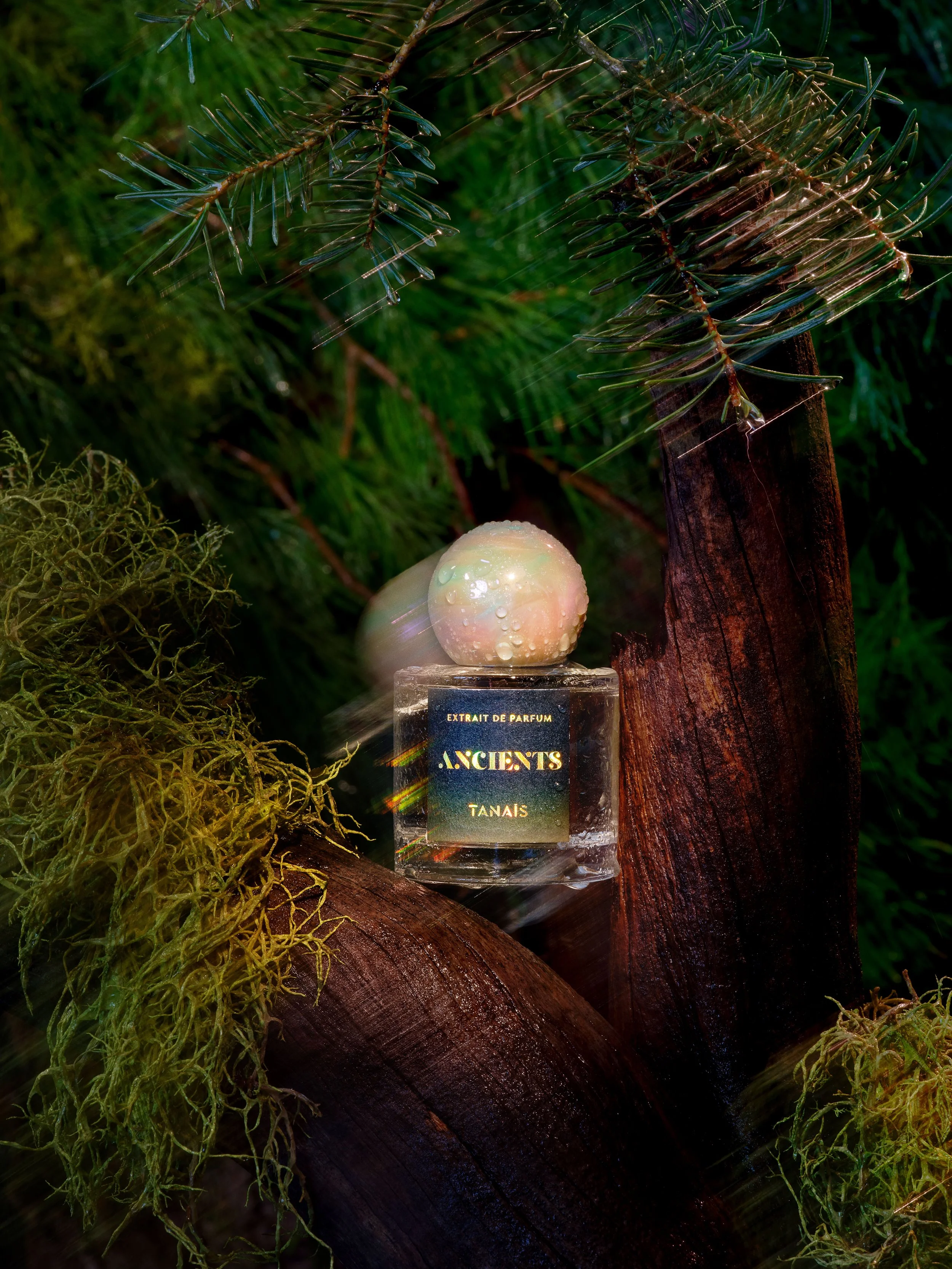 A perfume bottle labeled 'Ancients' by Tanais is set among moss, tree bark, and pine branches in a forest setting, with water droplets on a round object on top.