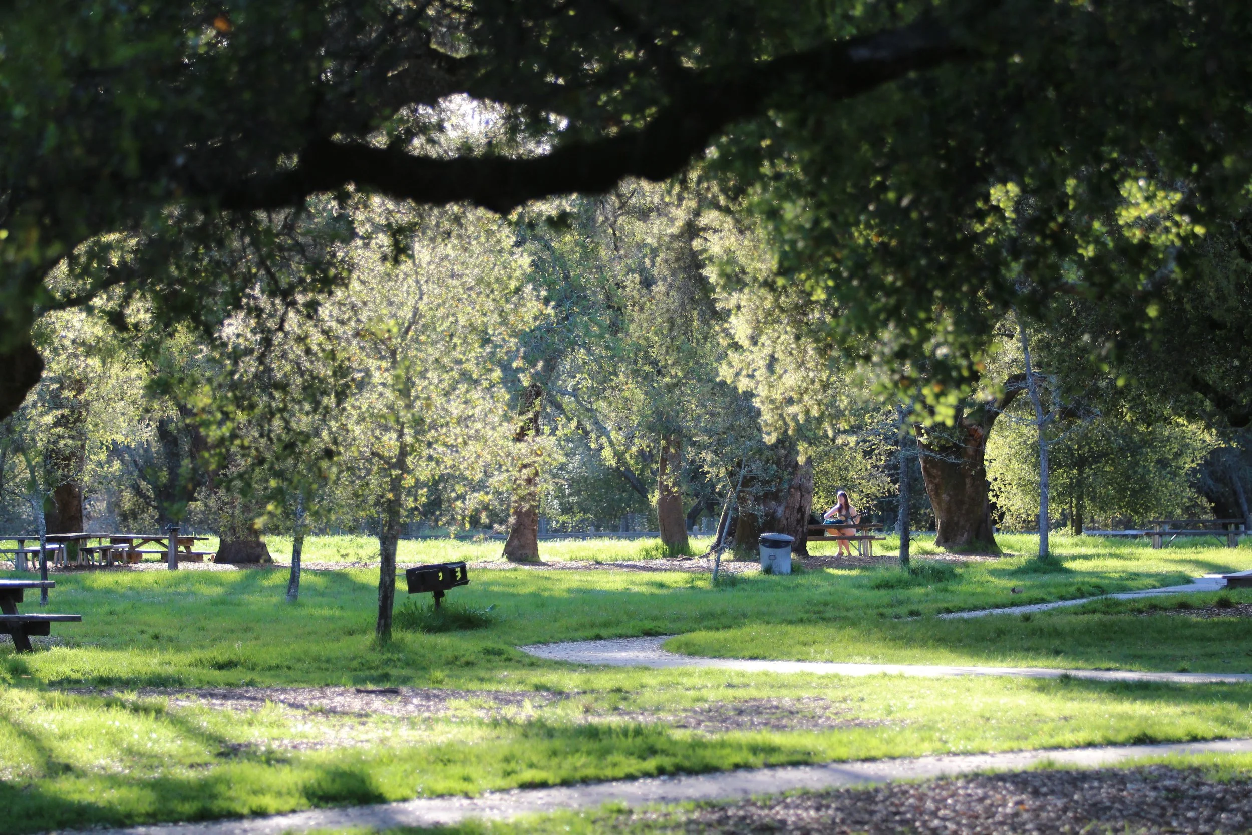 Cool shadows and music under the oaks.