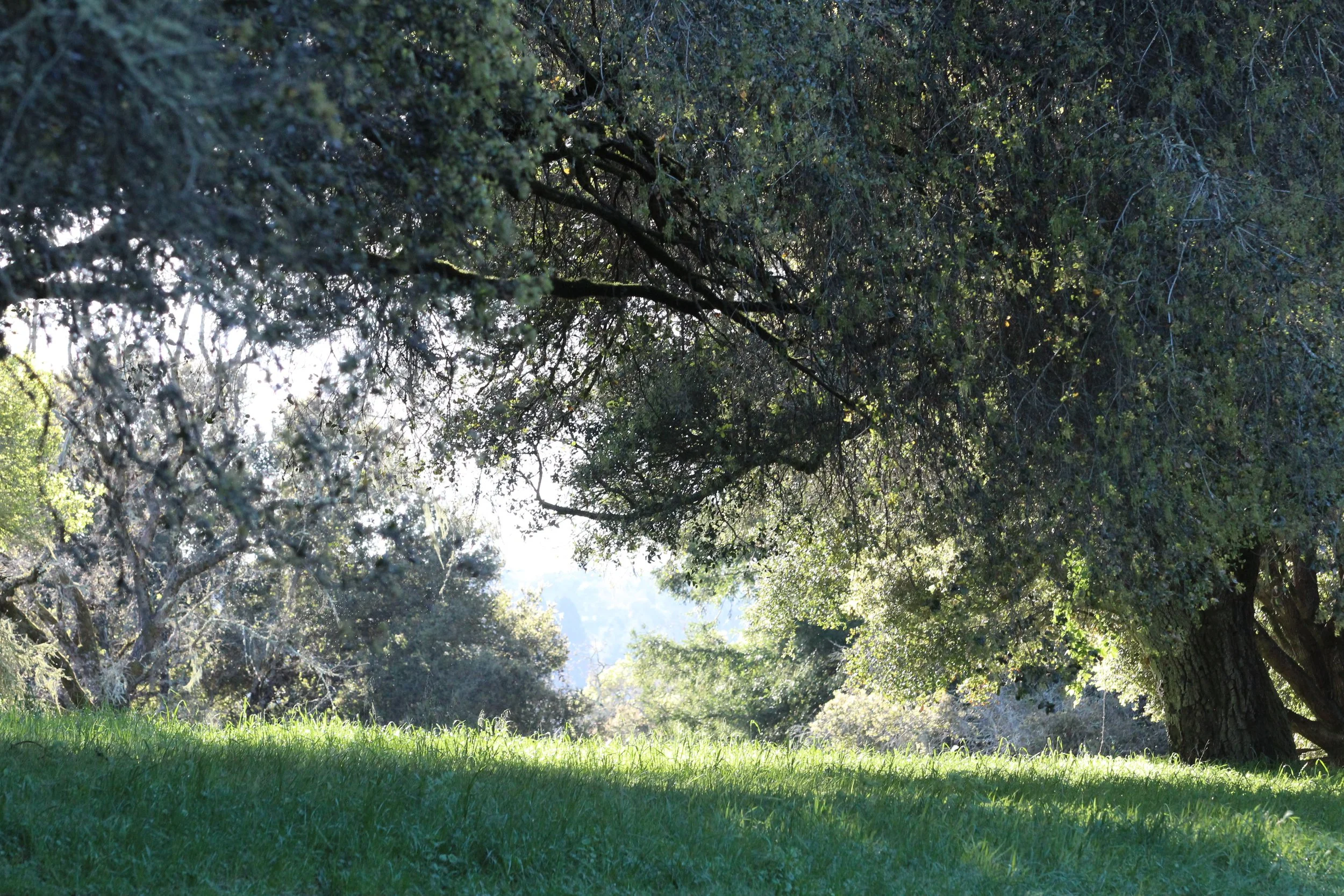 Nice example of the oak woodlands at Ragle Ranch Park.