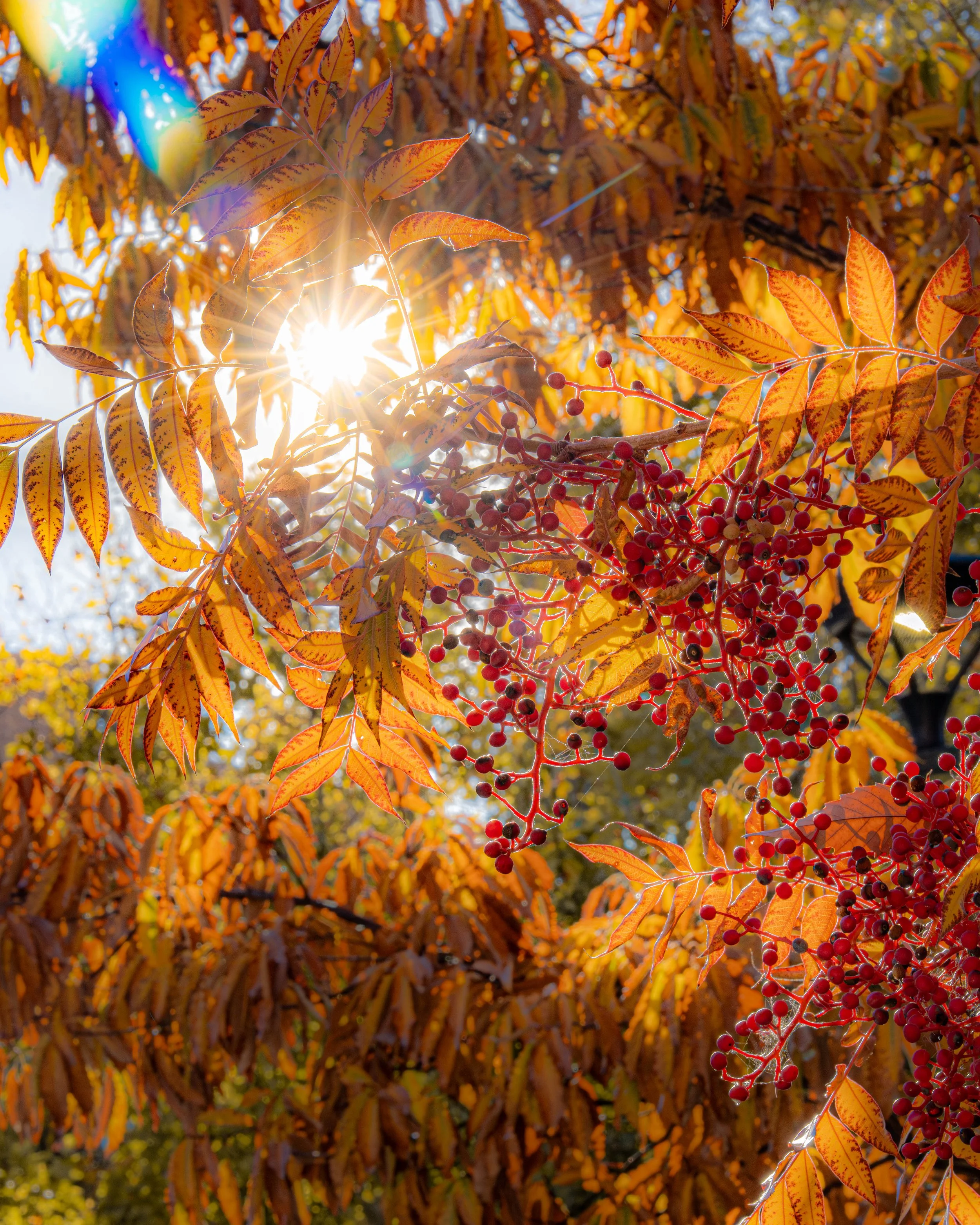 Portfolio Cover Page-44.jpg