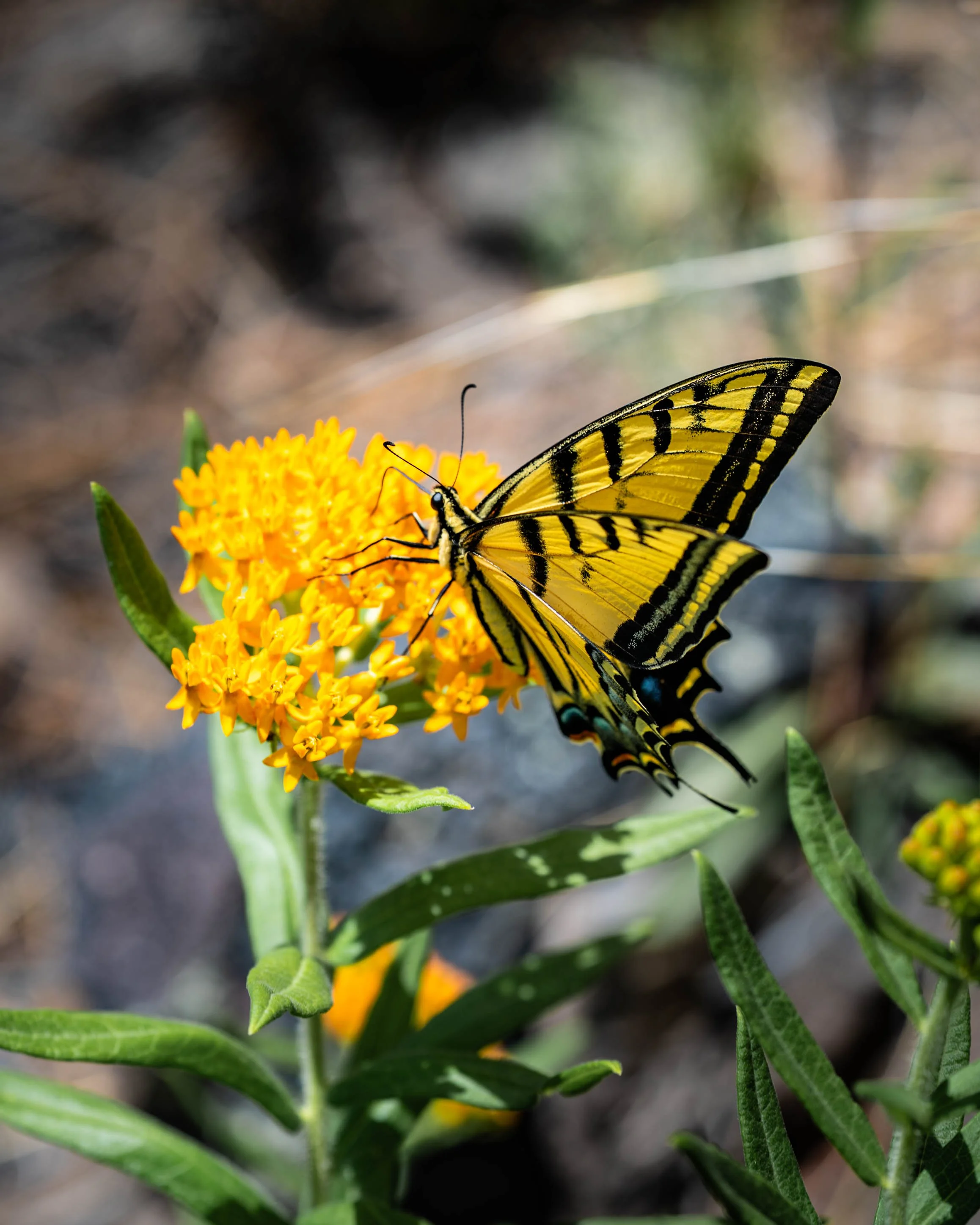 Portfolio Work-014.jpg