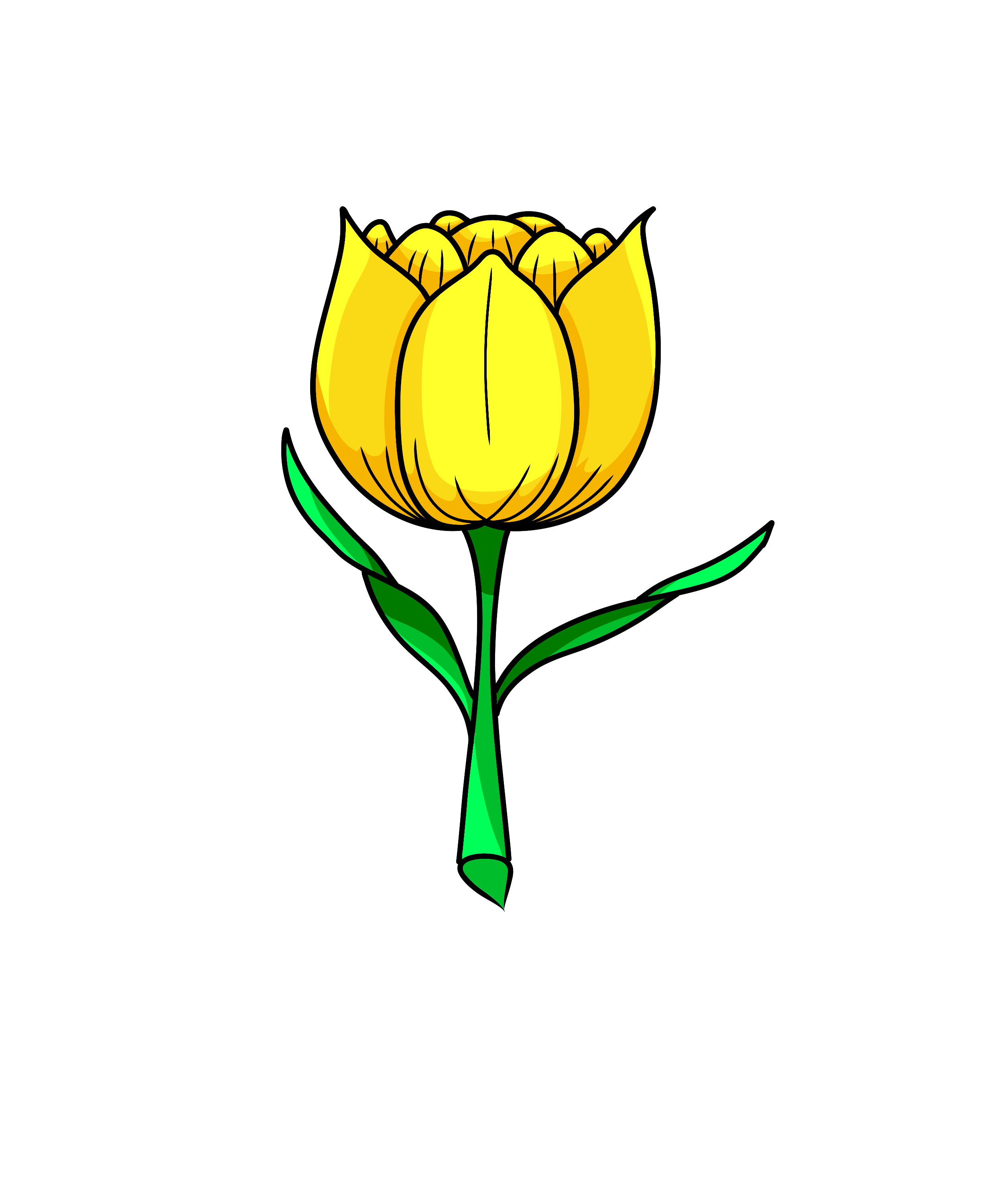 Tulip