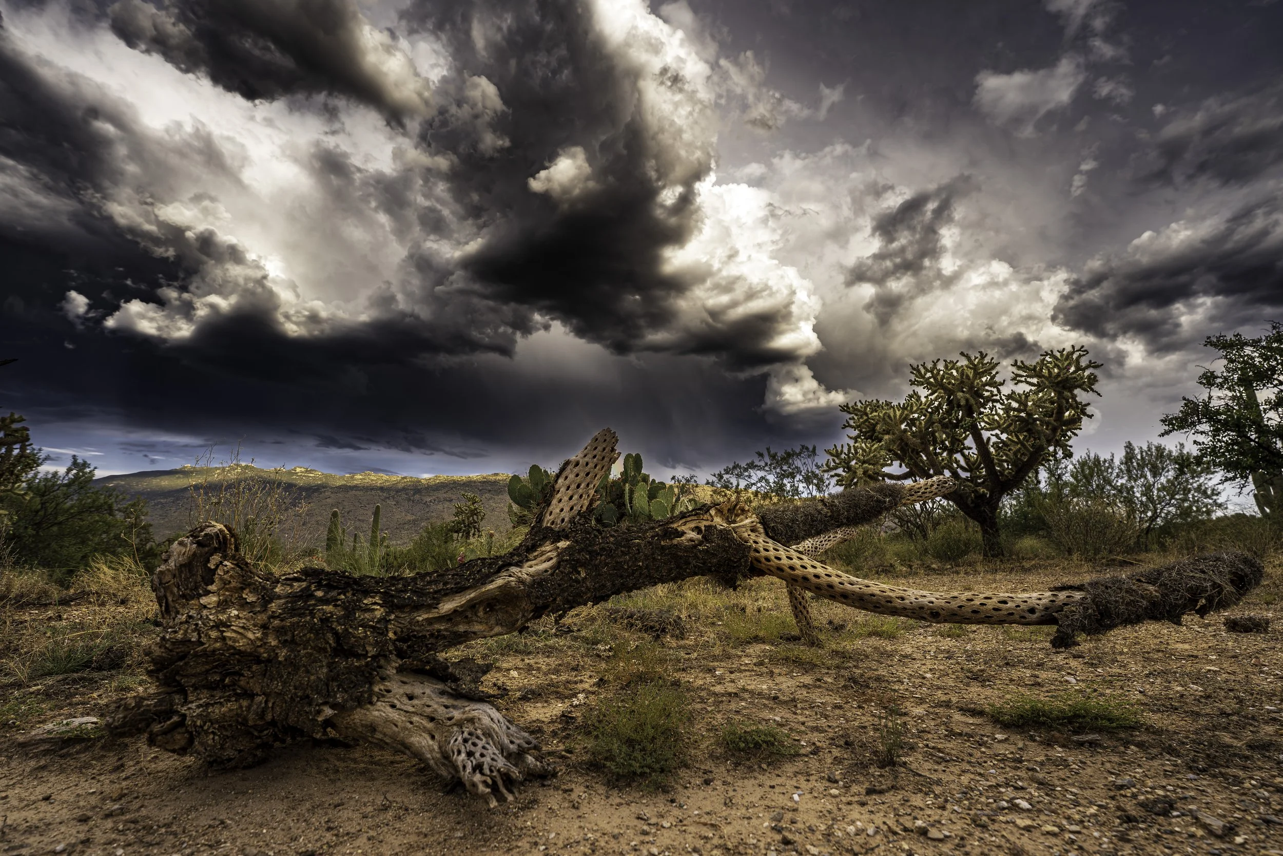 After the Fall, the Sky Remembers