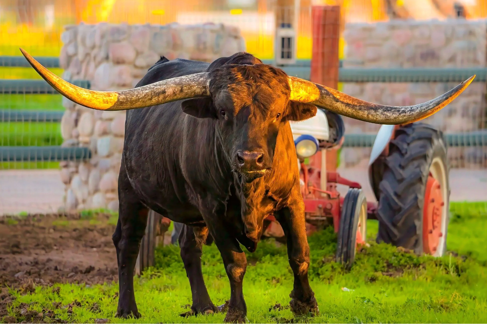 When an Image Tells a Story