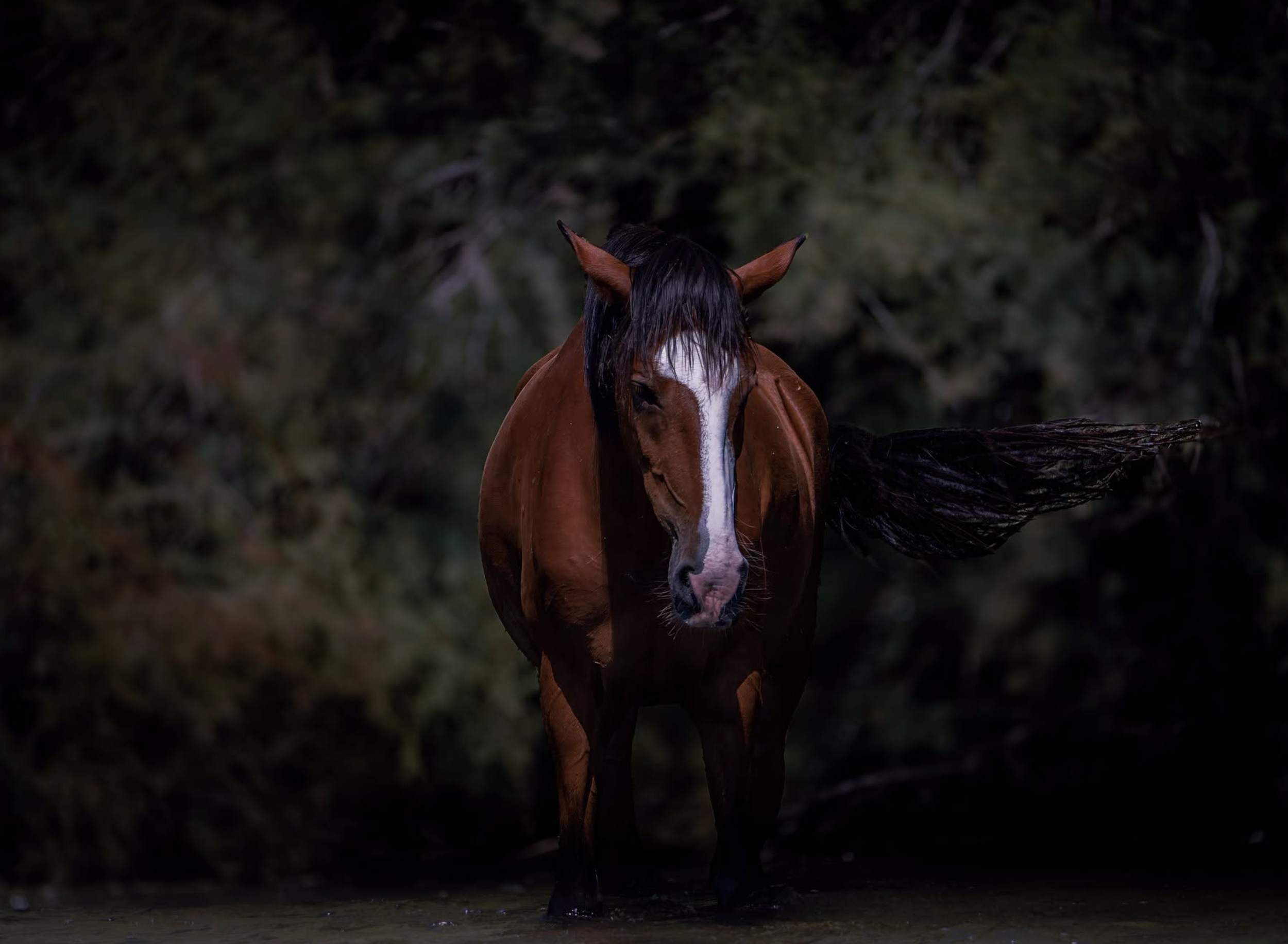 Where the Wild Still Runs Free