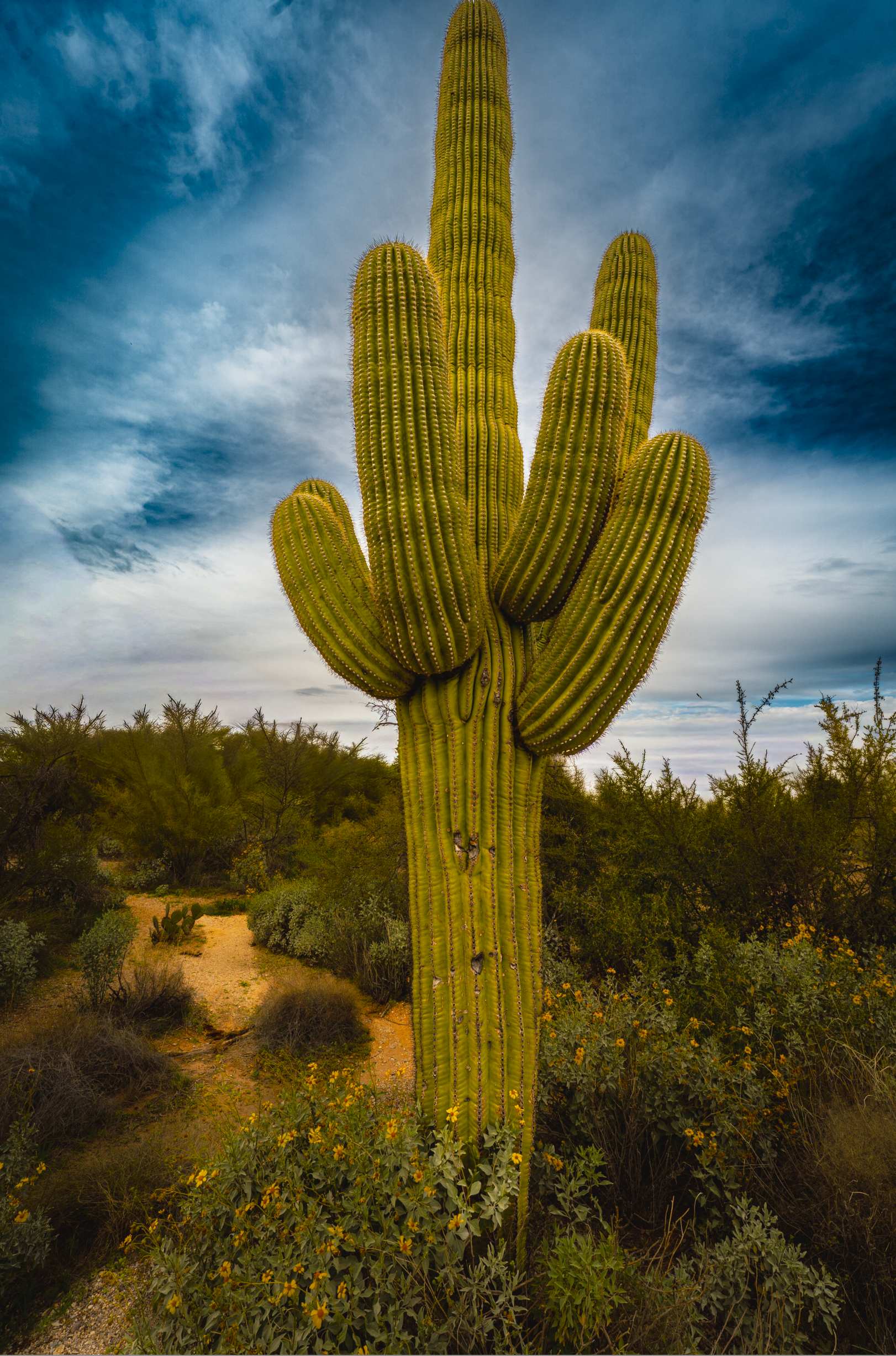 Desert Majesty