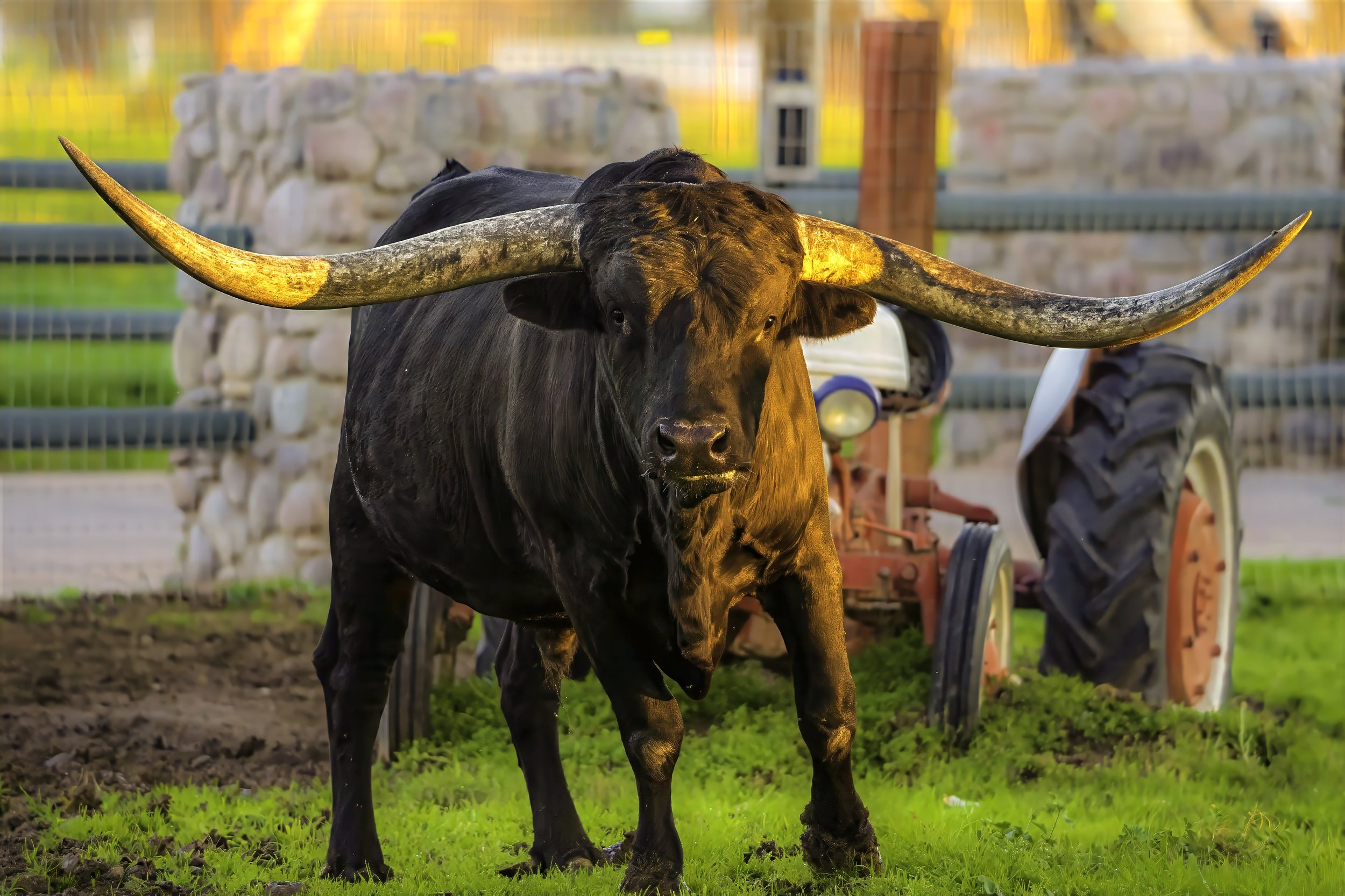 LongHornllongduck1-John A Smith photography-denoise-denoise-lighting-color-sharpen.jpeg