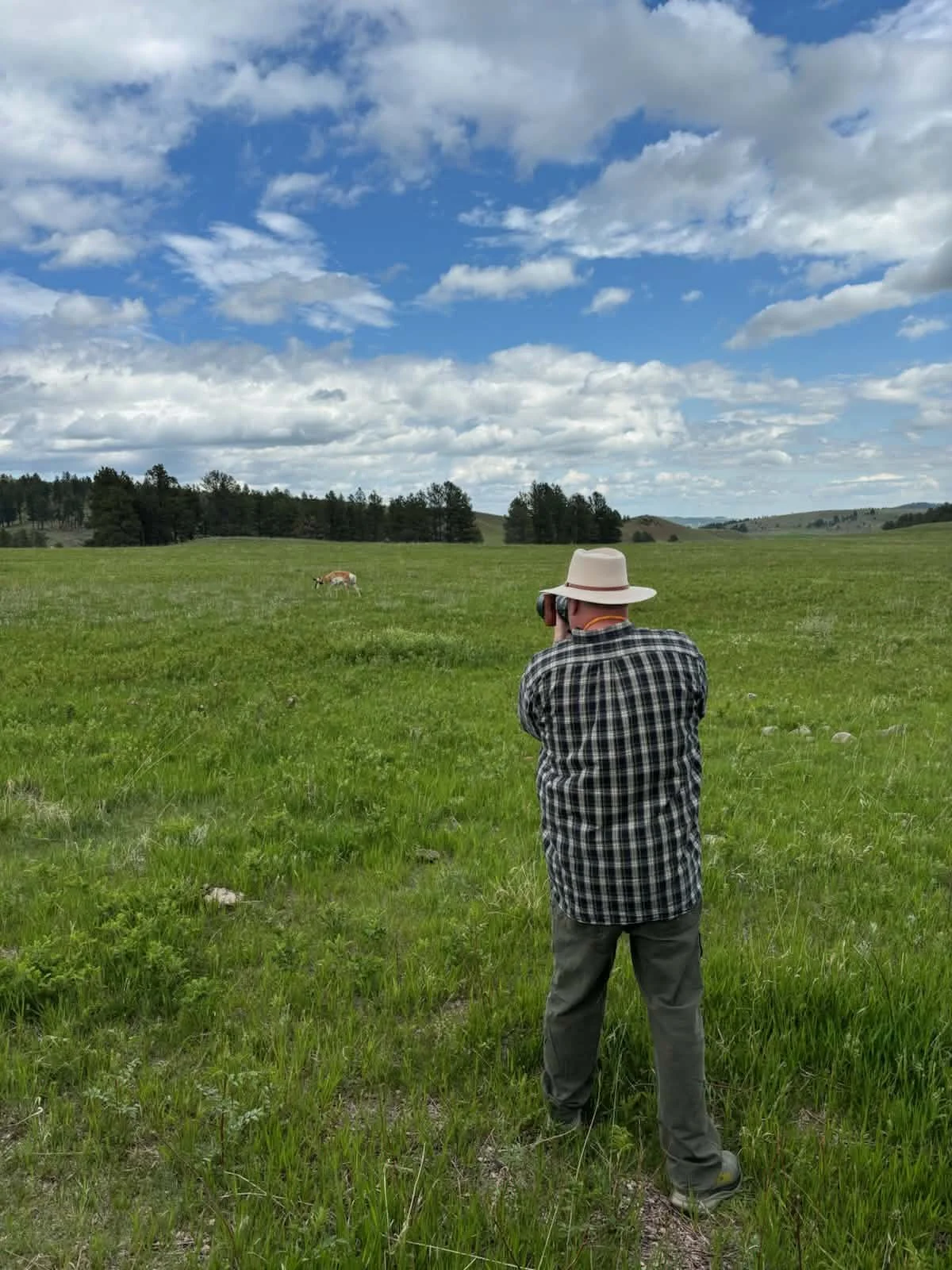 A person with a hat and plaid shirt taking a photo of a cow in a grassy field under a blue sky with clouds.