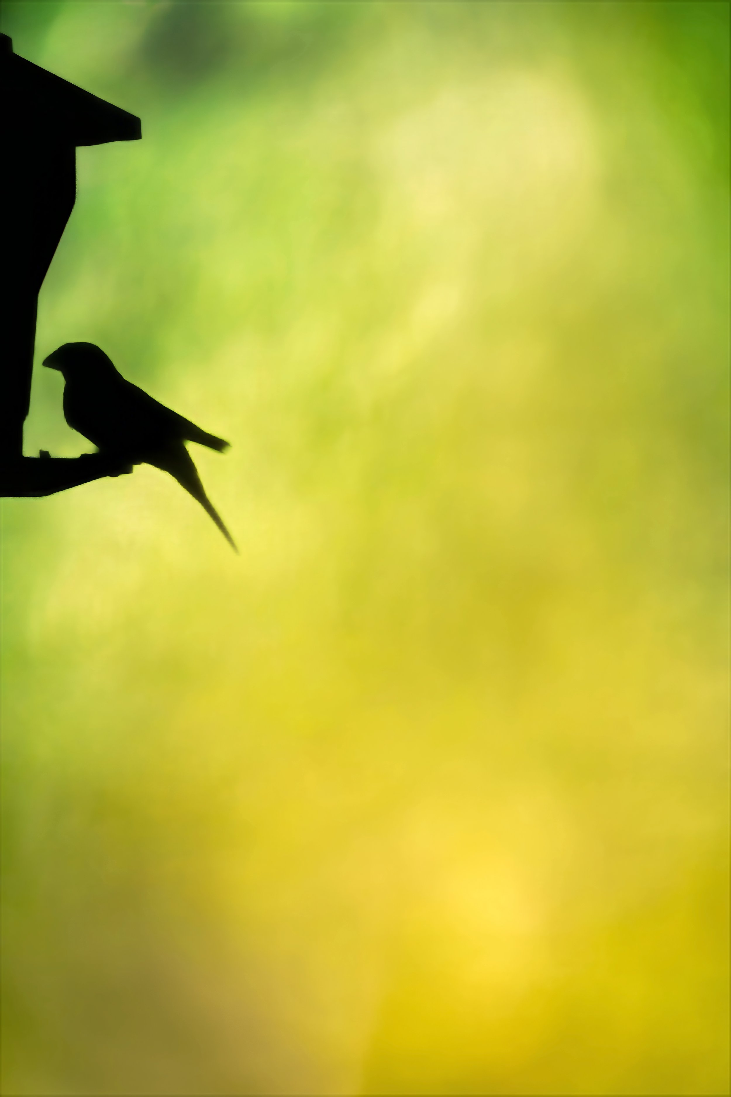 Green Bird FinalGREEN BIRD 1.1 (1 of 1)series 1.jpg